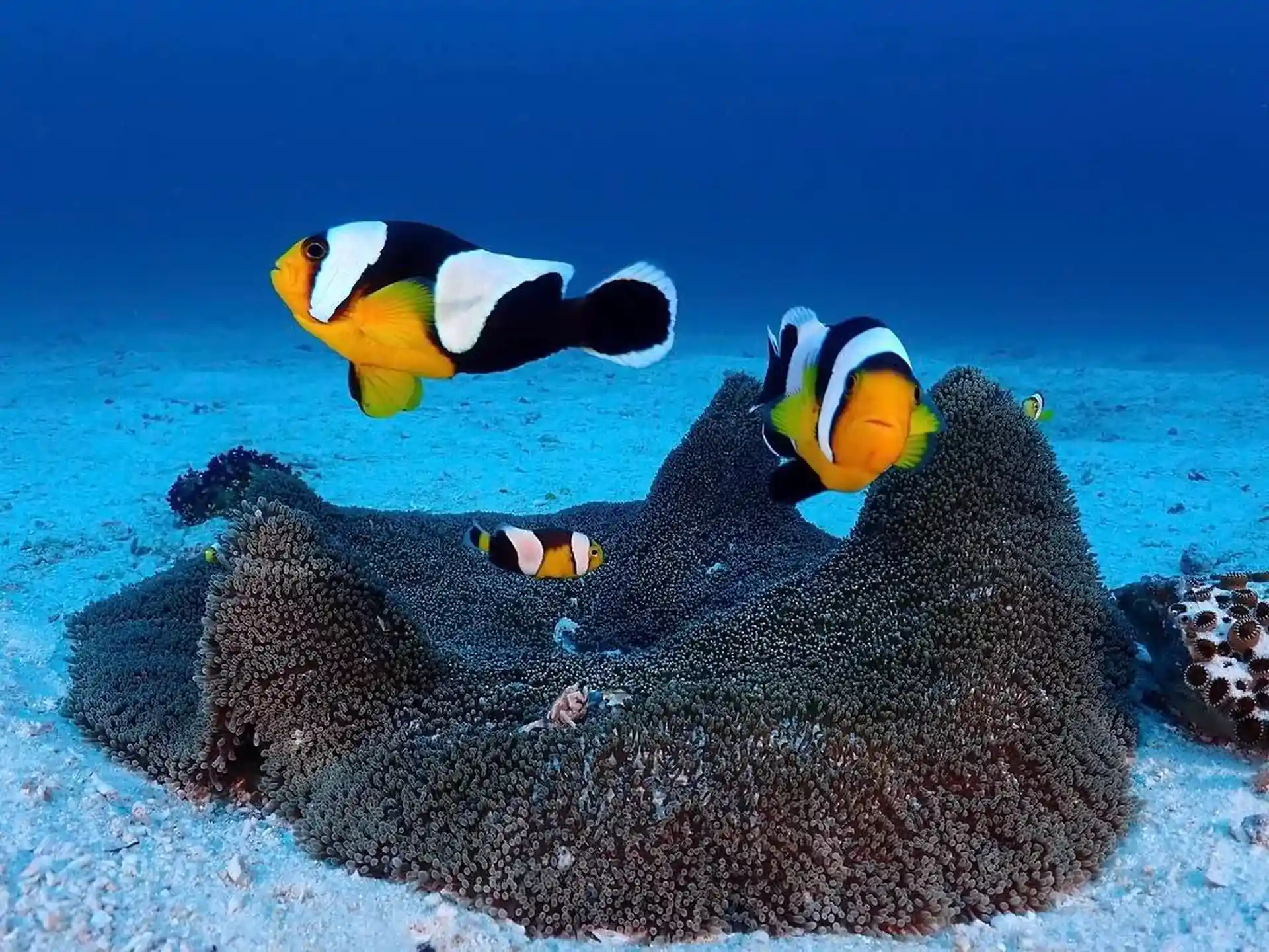 Dive shop photo