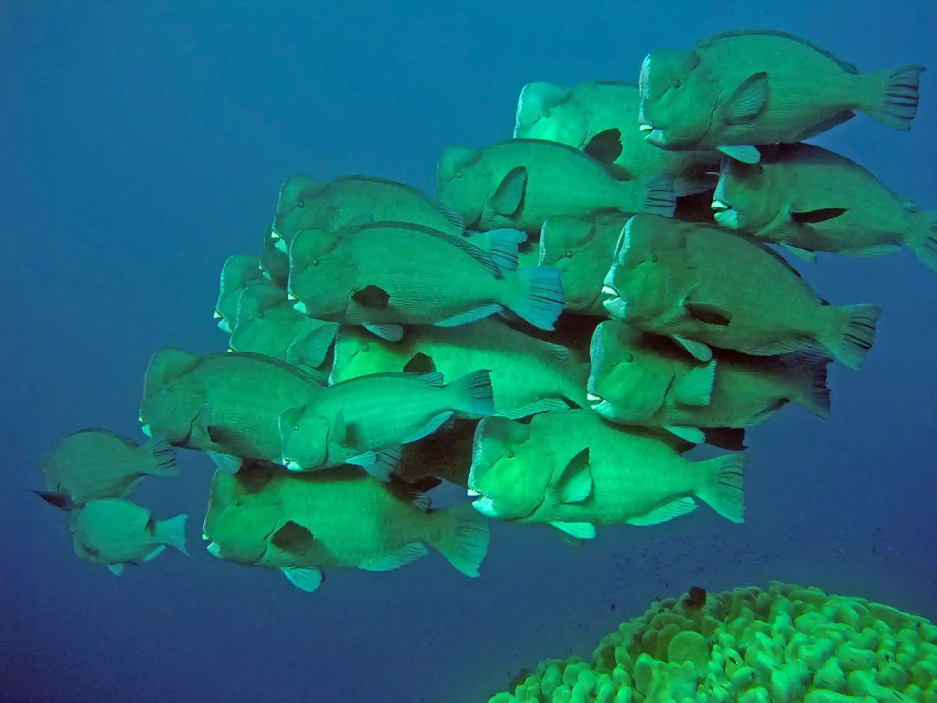 Dive site photo