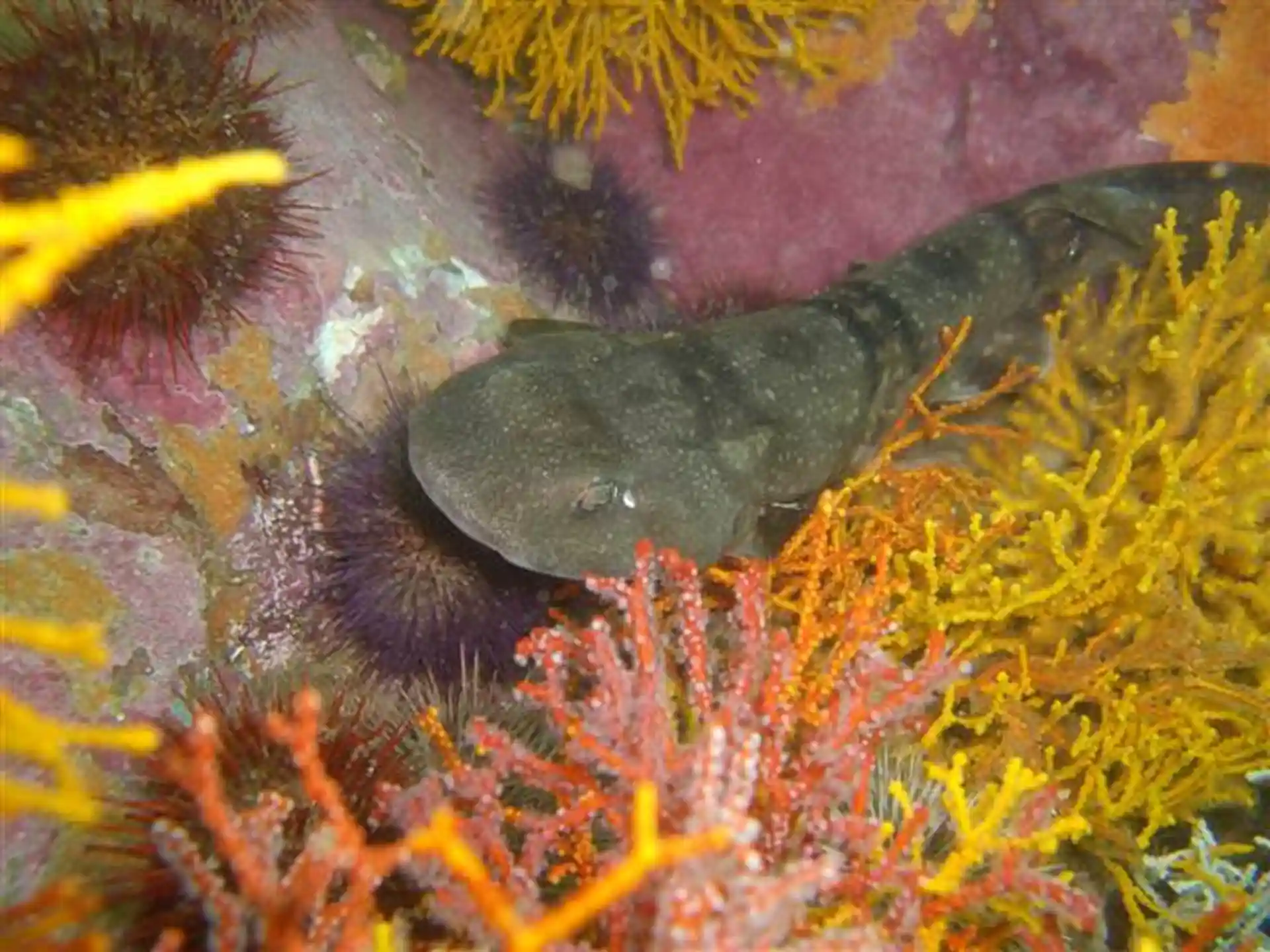 Dive site photo