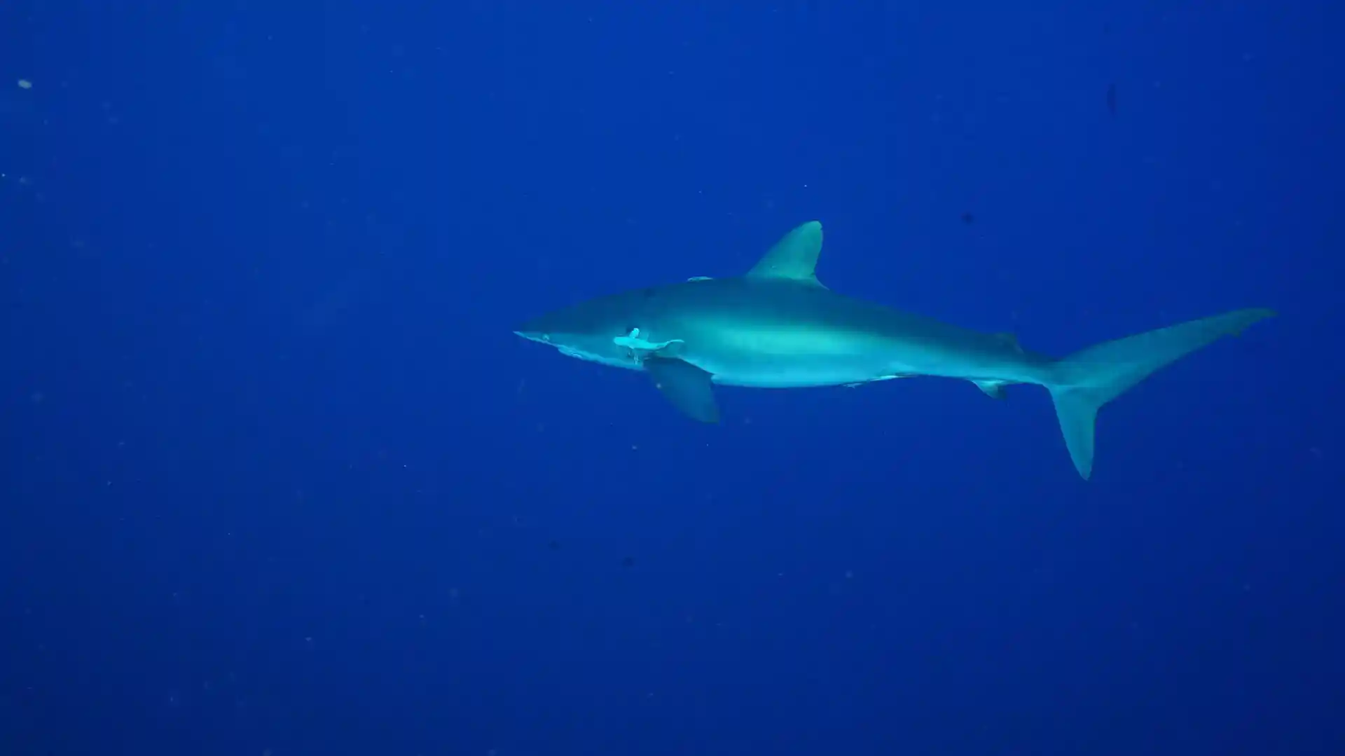 Dive site photo