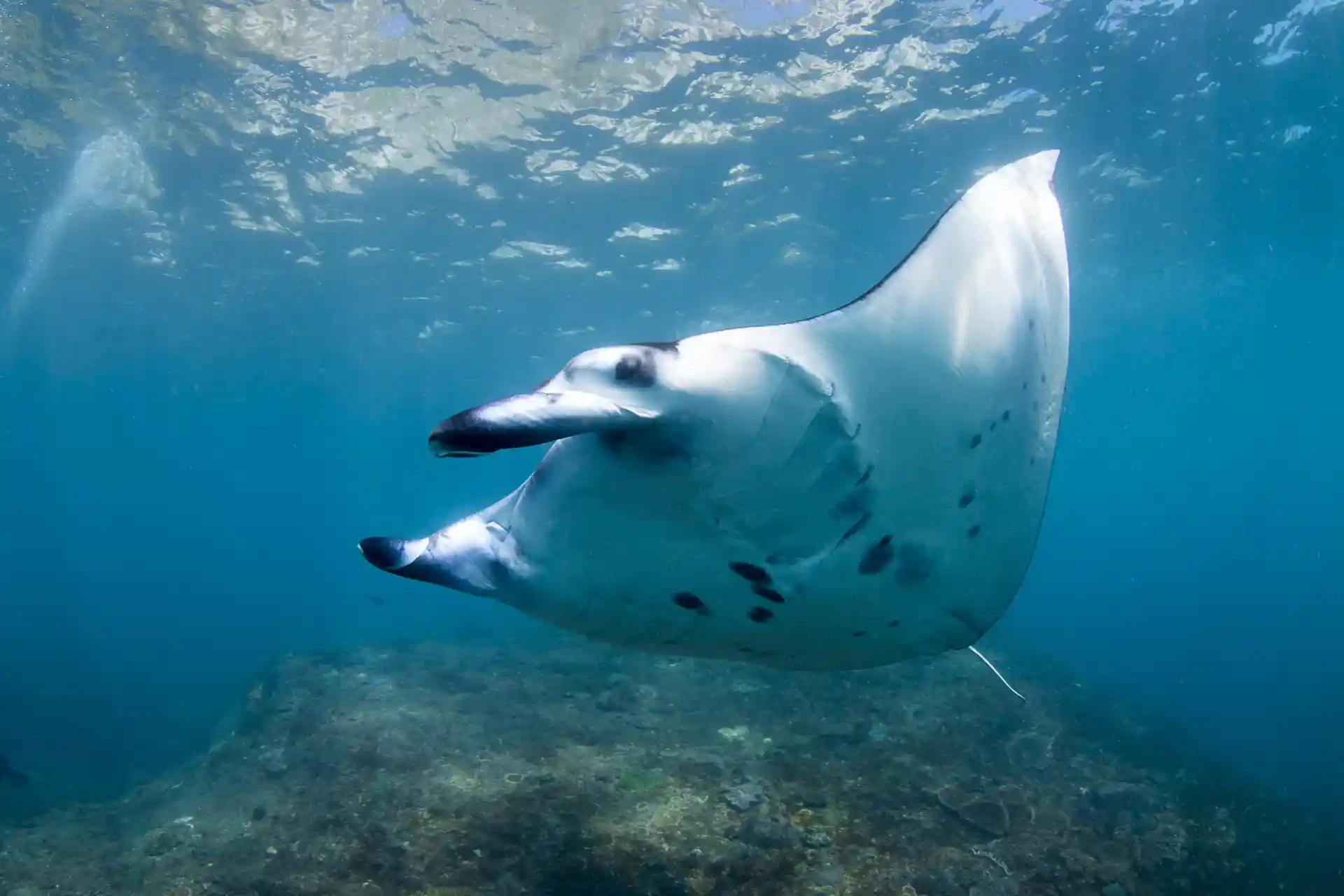 the majestic Manta Rays at Nusa Penida