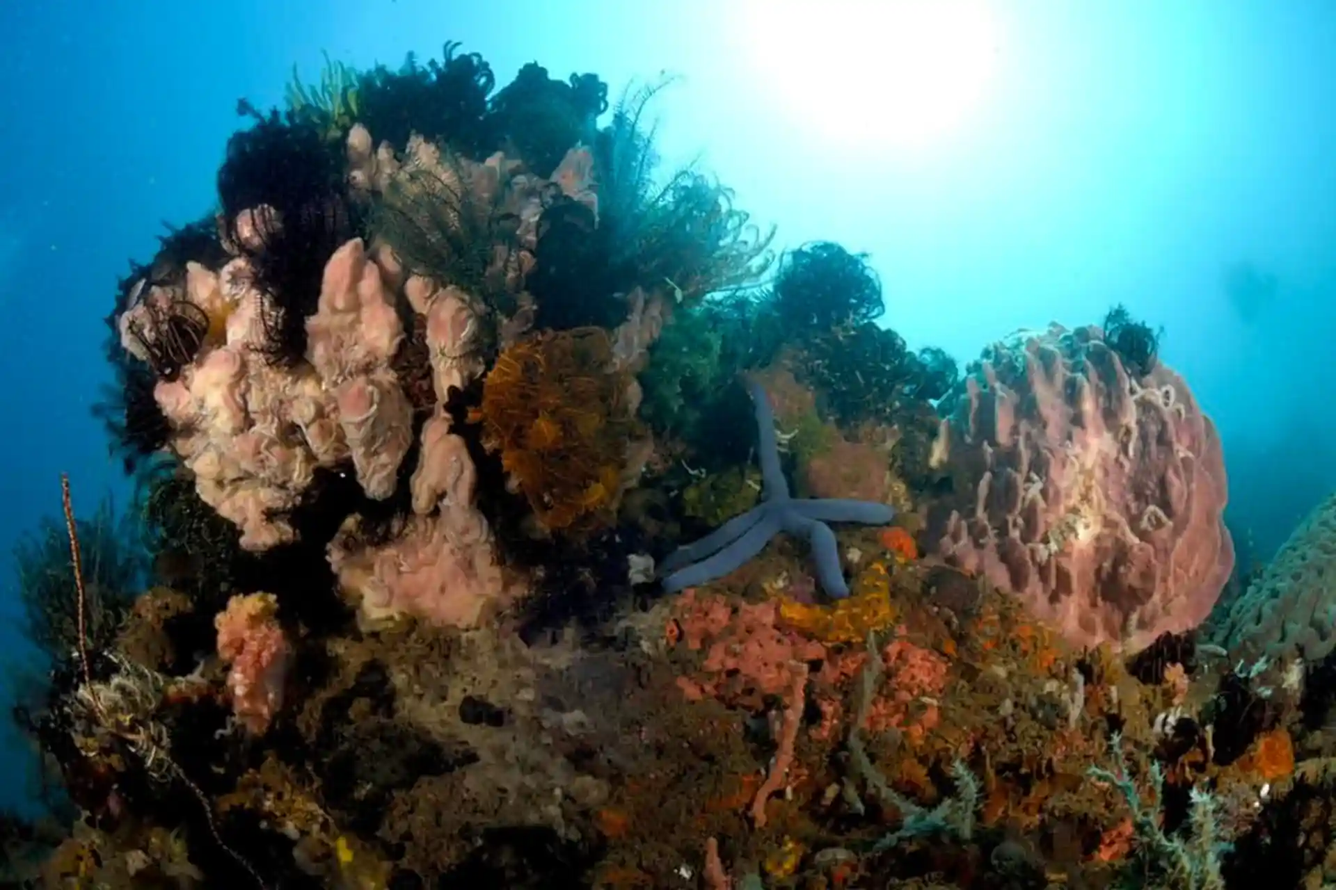 Dive site photo