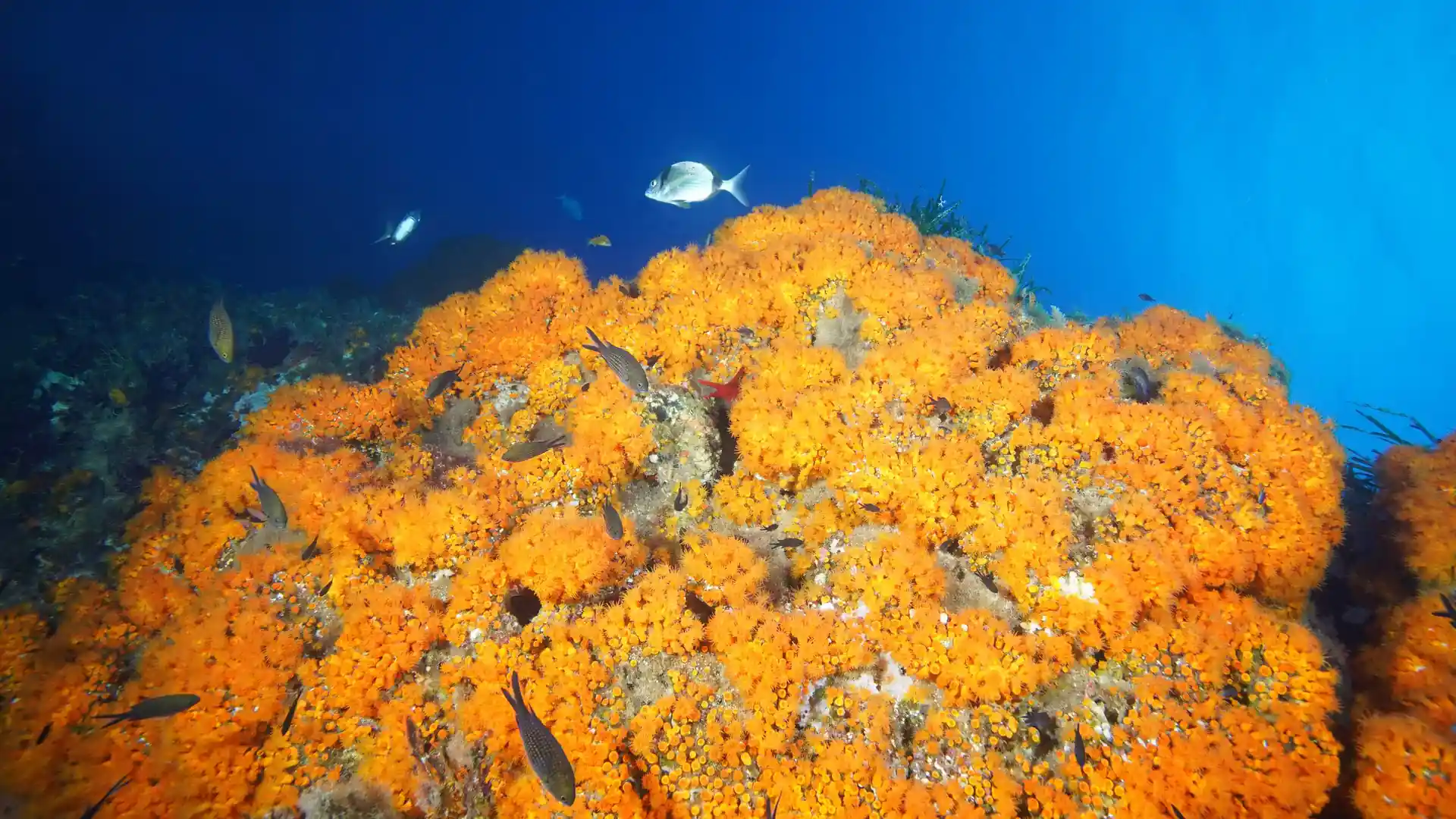 Photo du site de plongée