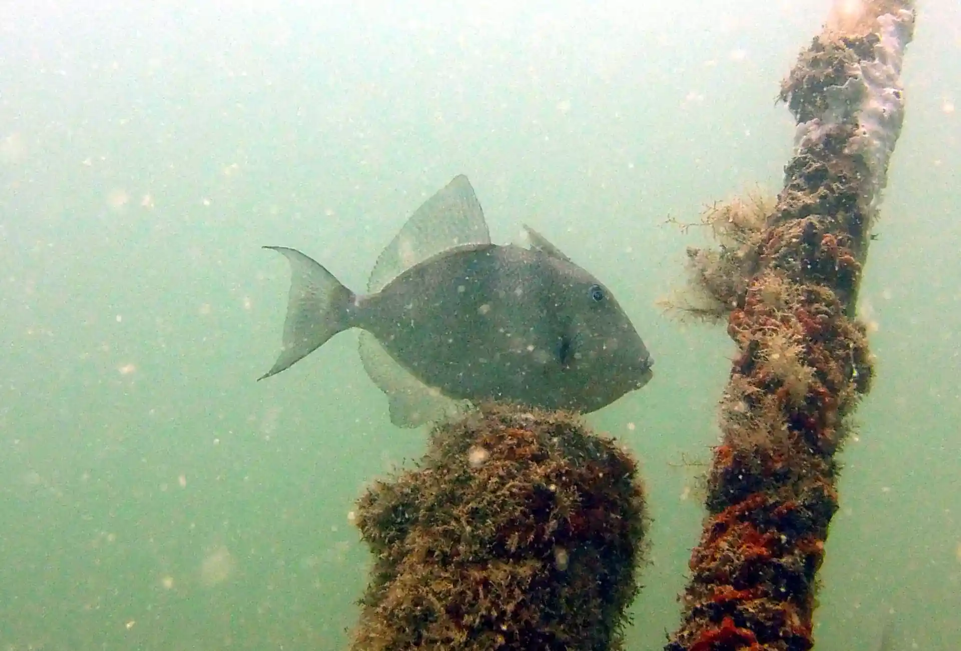 Dive site photo