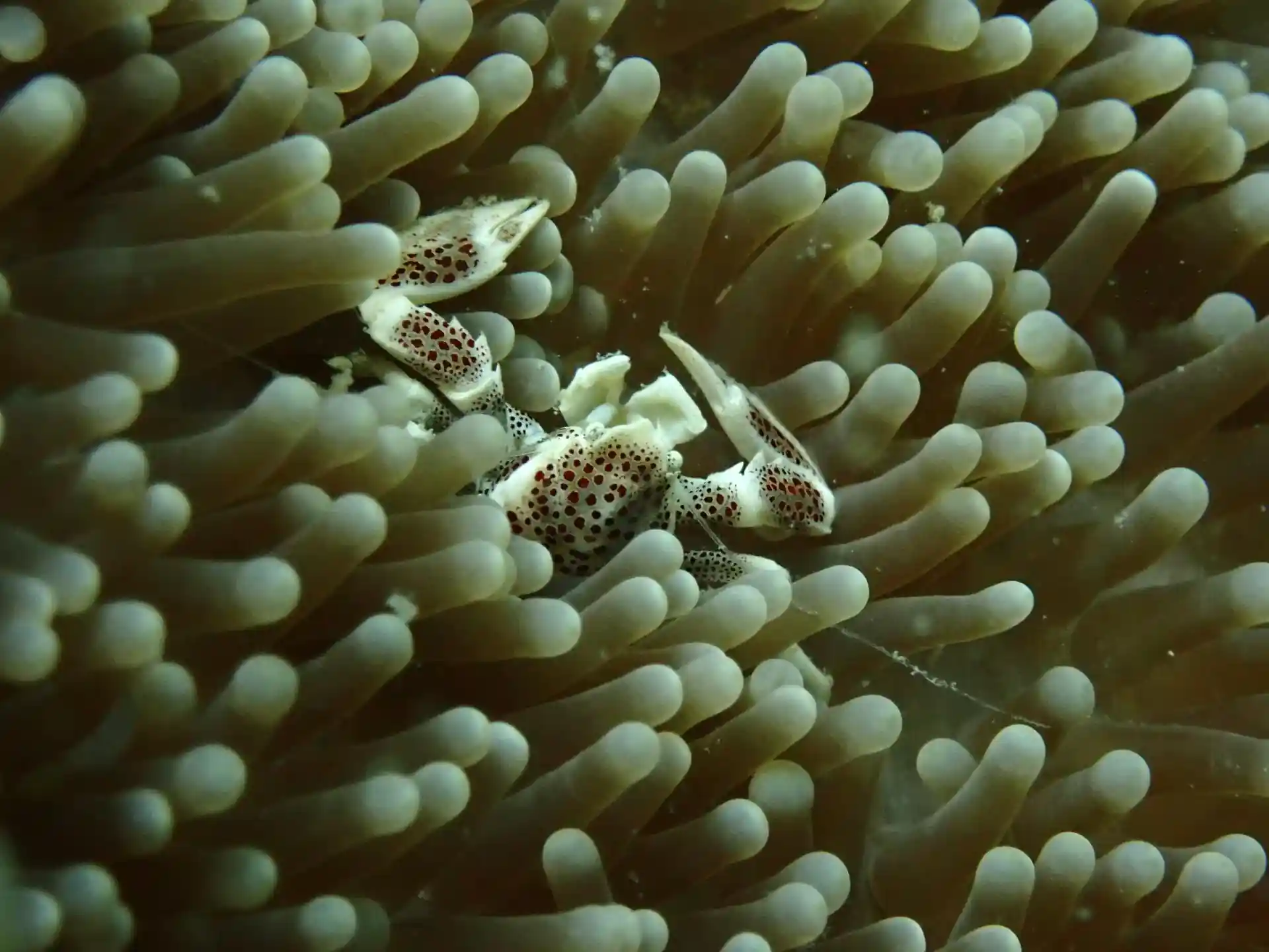 Dive site photo