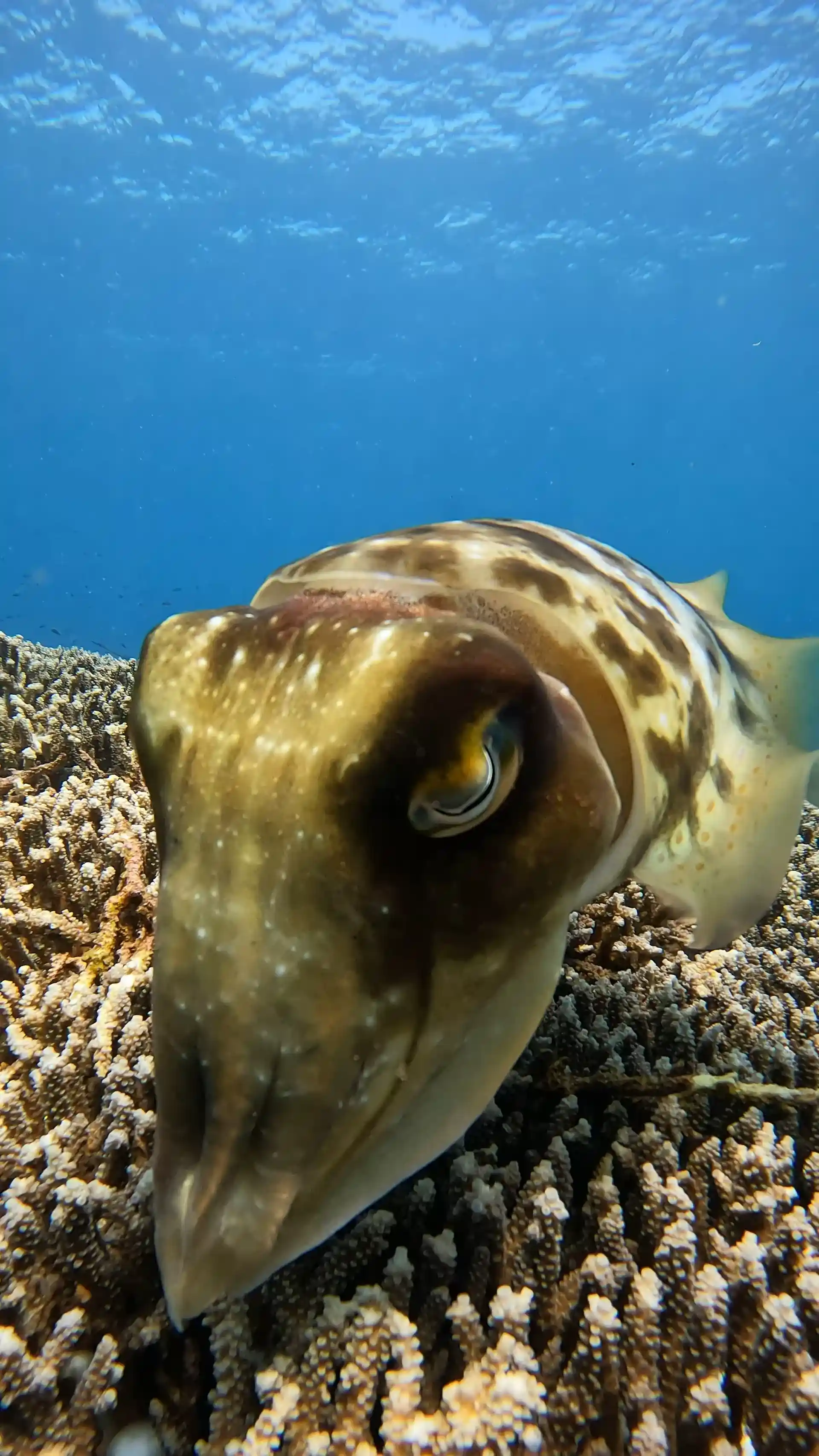 Cuttlefish