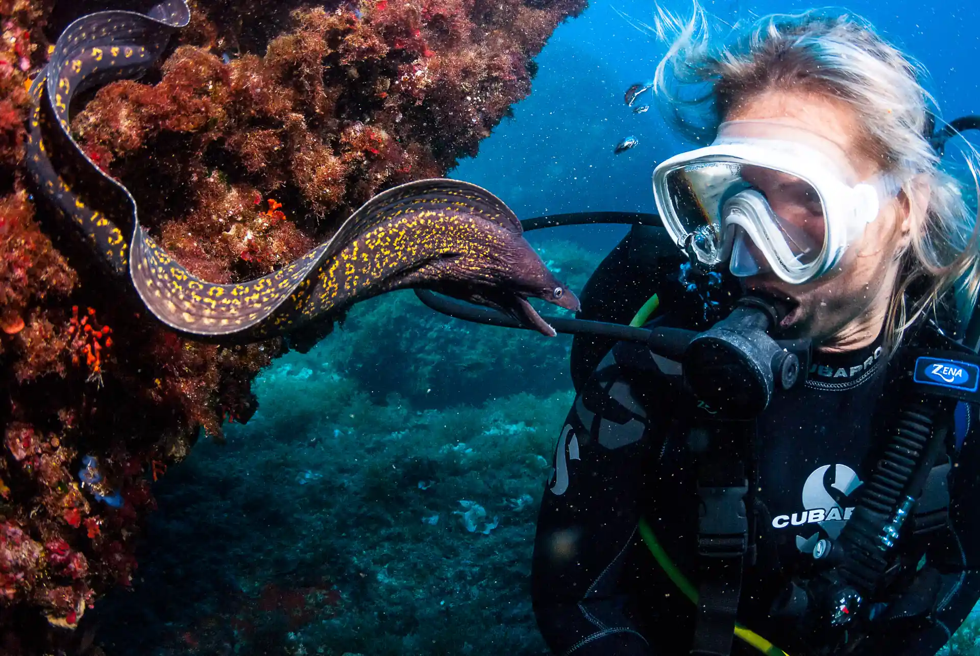 Anguila morena con buzo