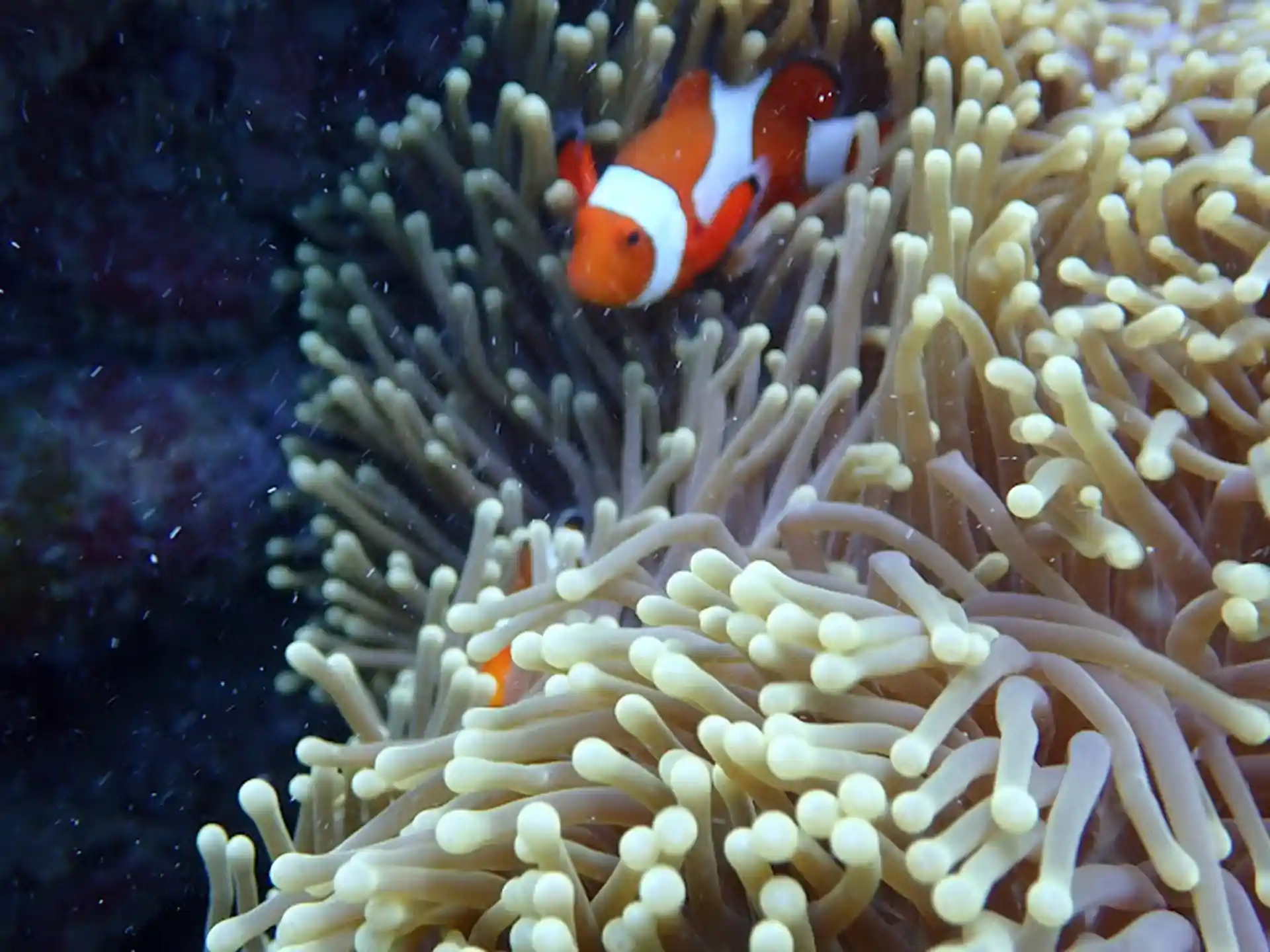 ダイビングサイトの写真