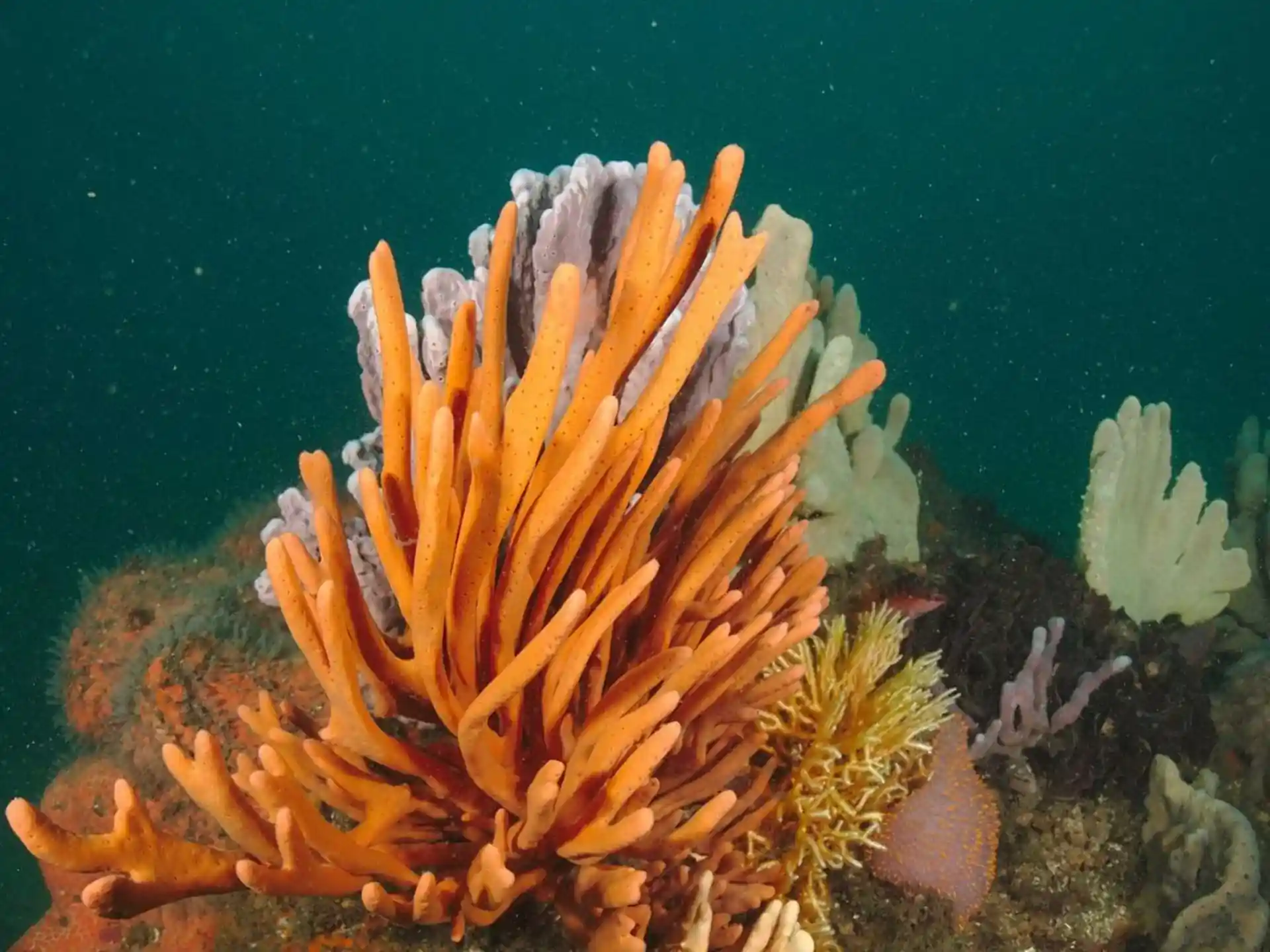 Dive site photo