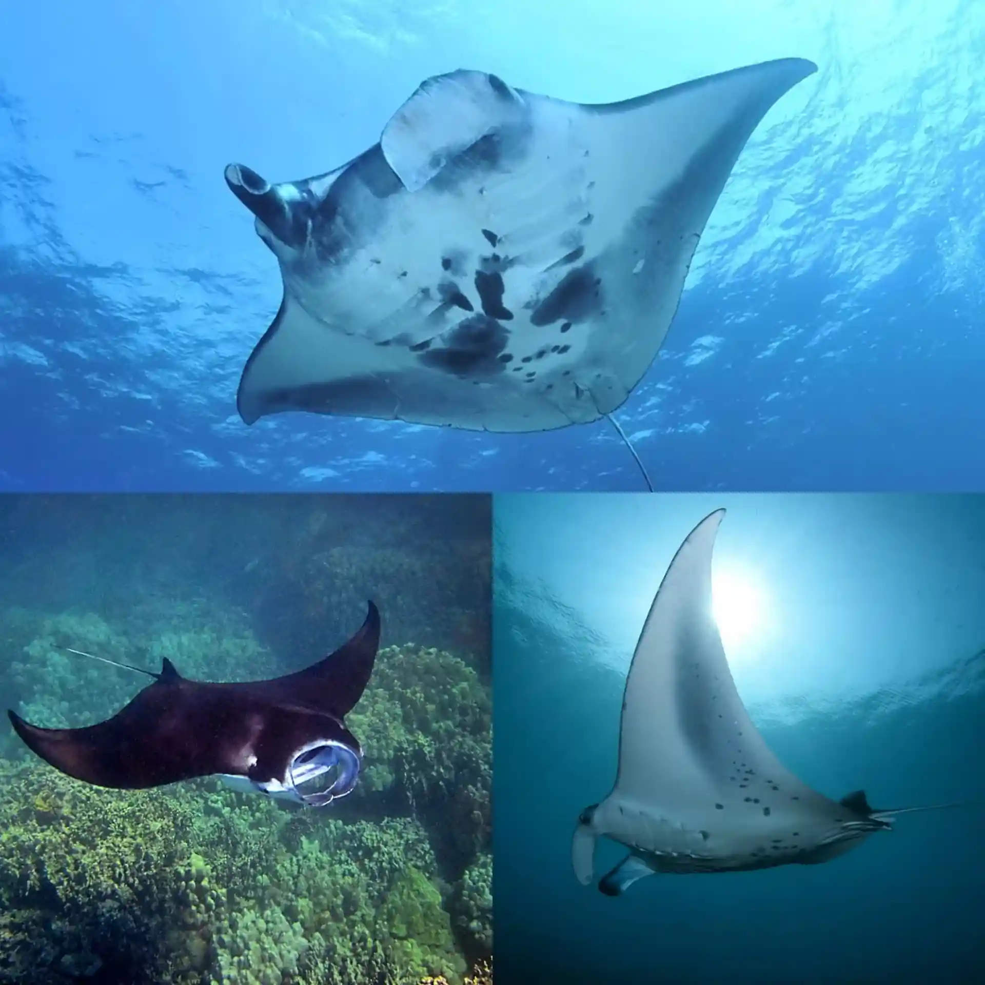 다이빙 포인트 사진