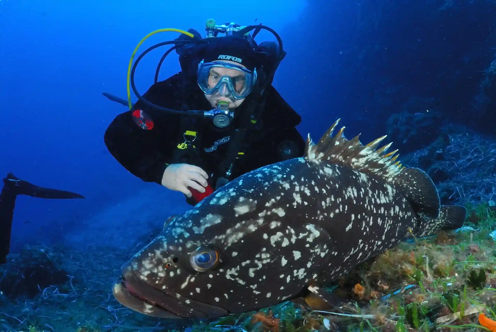 Unsere freundlichen Zackenbarsche warten im Pianosa Marine National Park auf Sie.