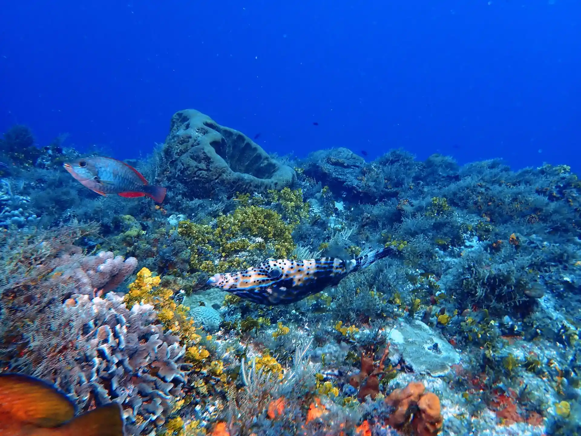 Dive site photo