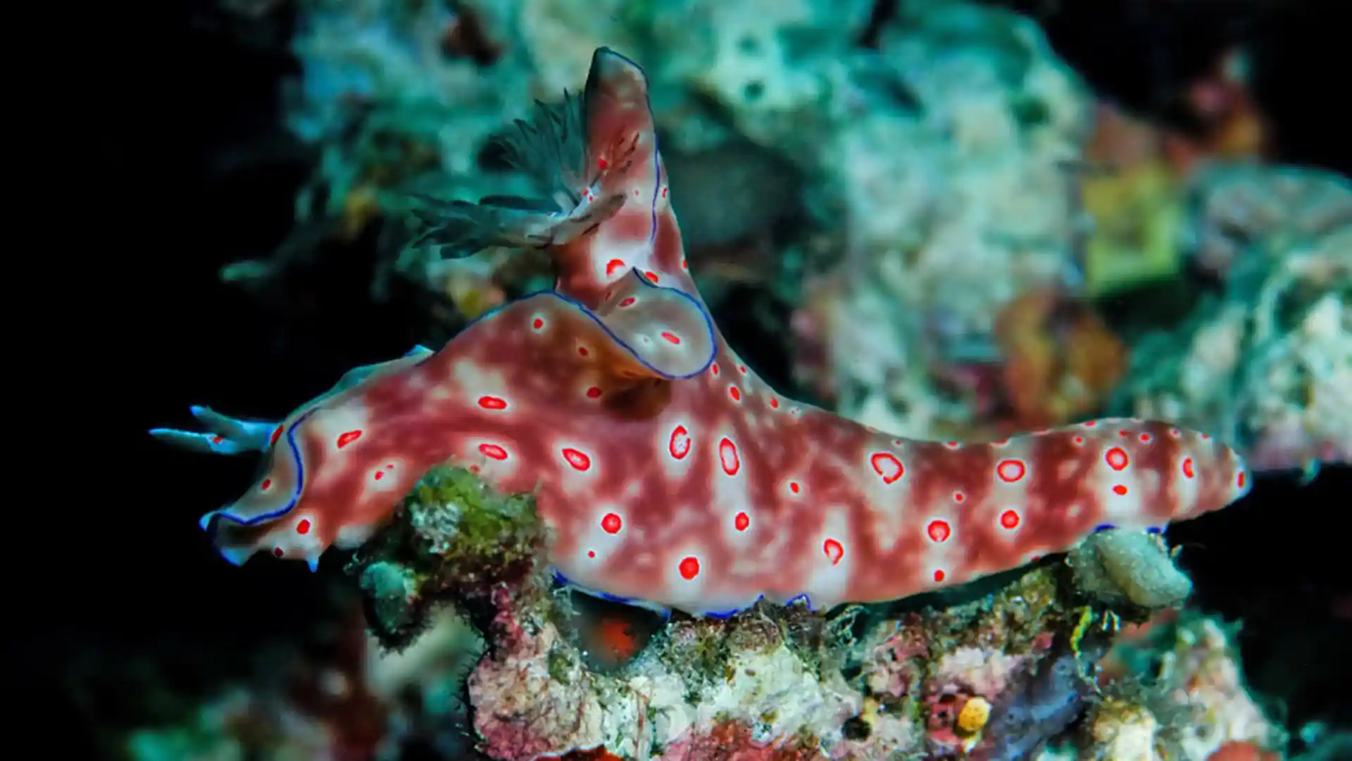 Photo du site de plongée