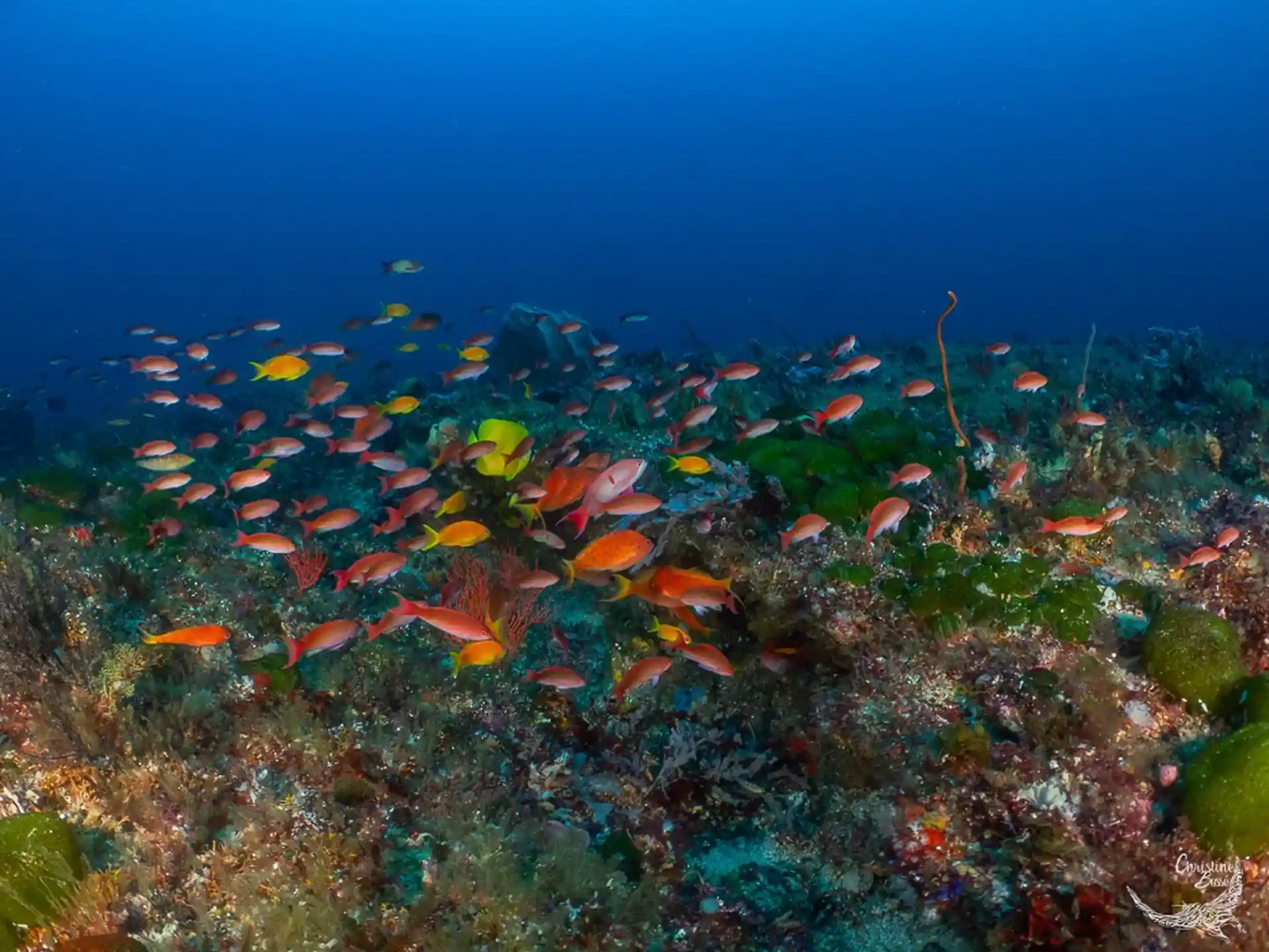 Aliwal Shoal Reef Scuba
