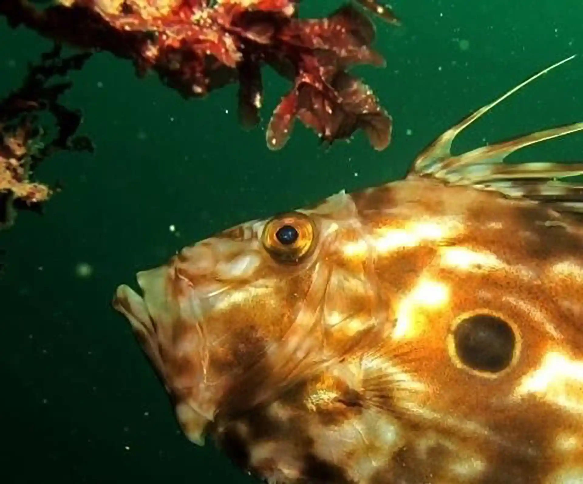 Foto des Tauchplatzes