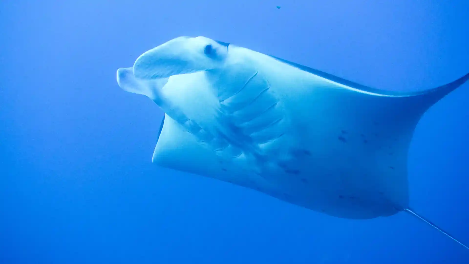 Manta Ray, Batu Bolong