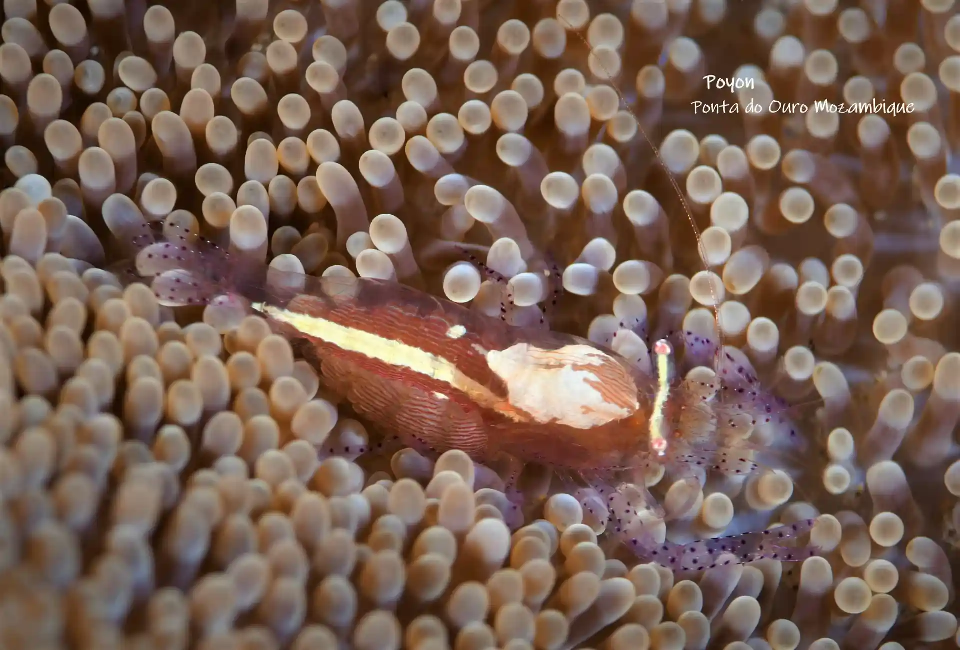 Dive site photo