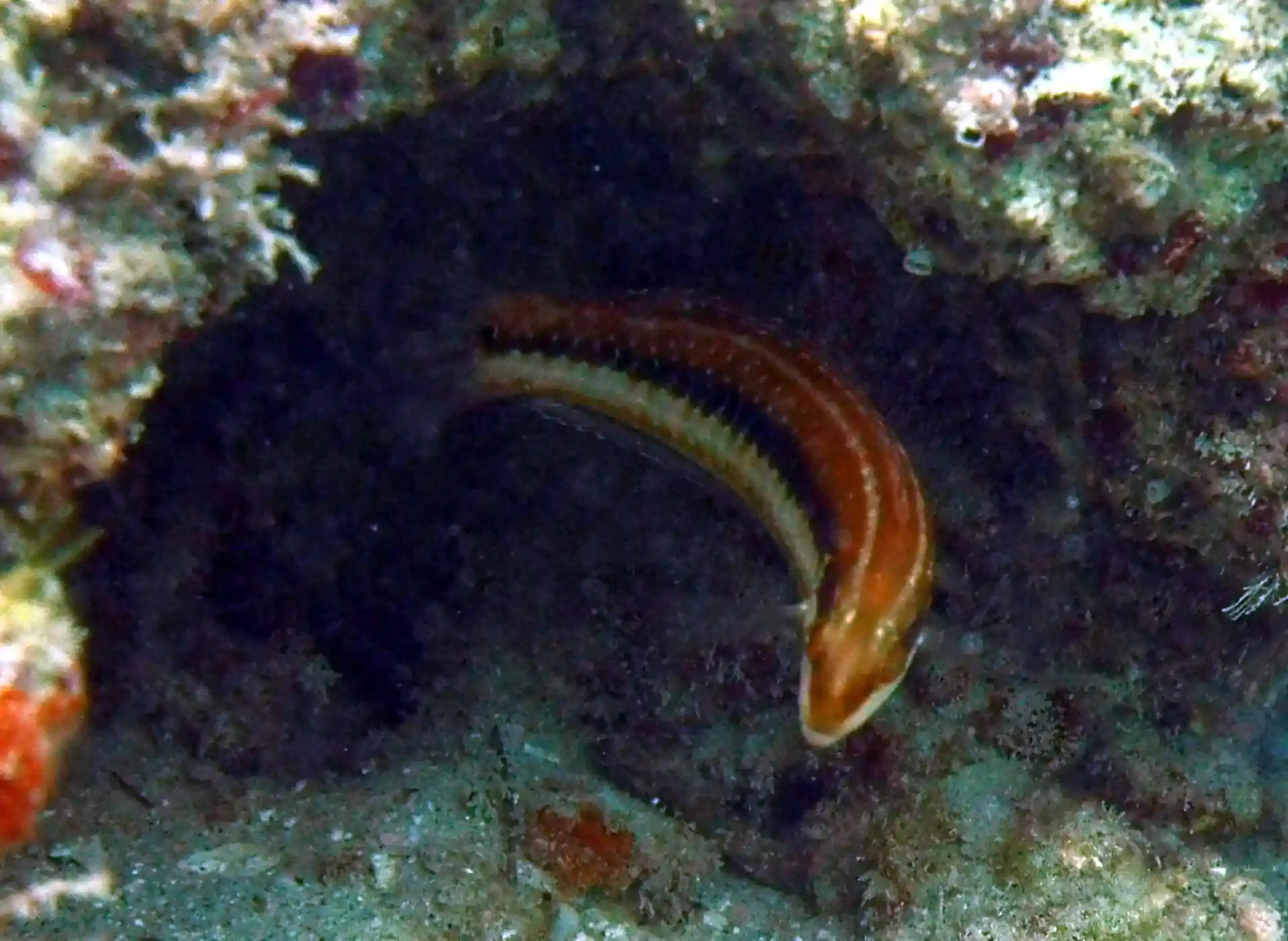 Dive site photo