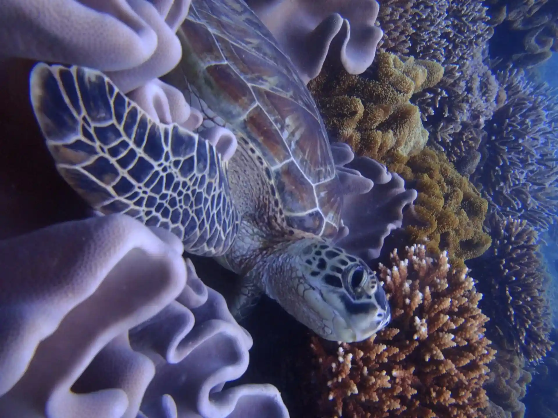 Dive site photo