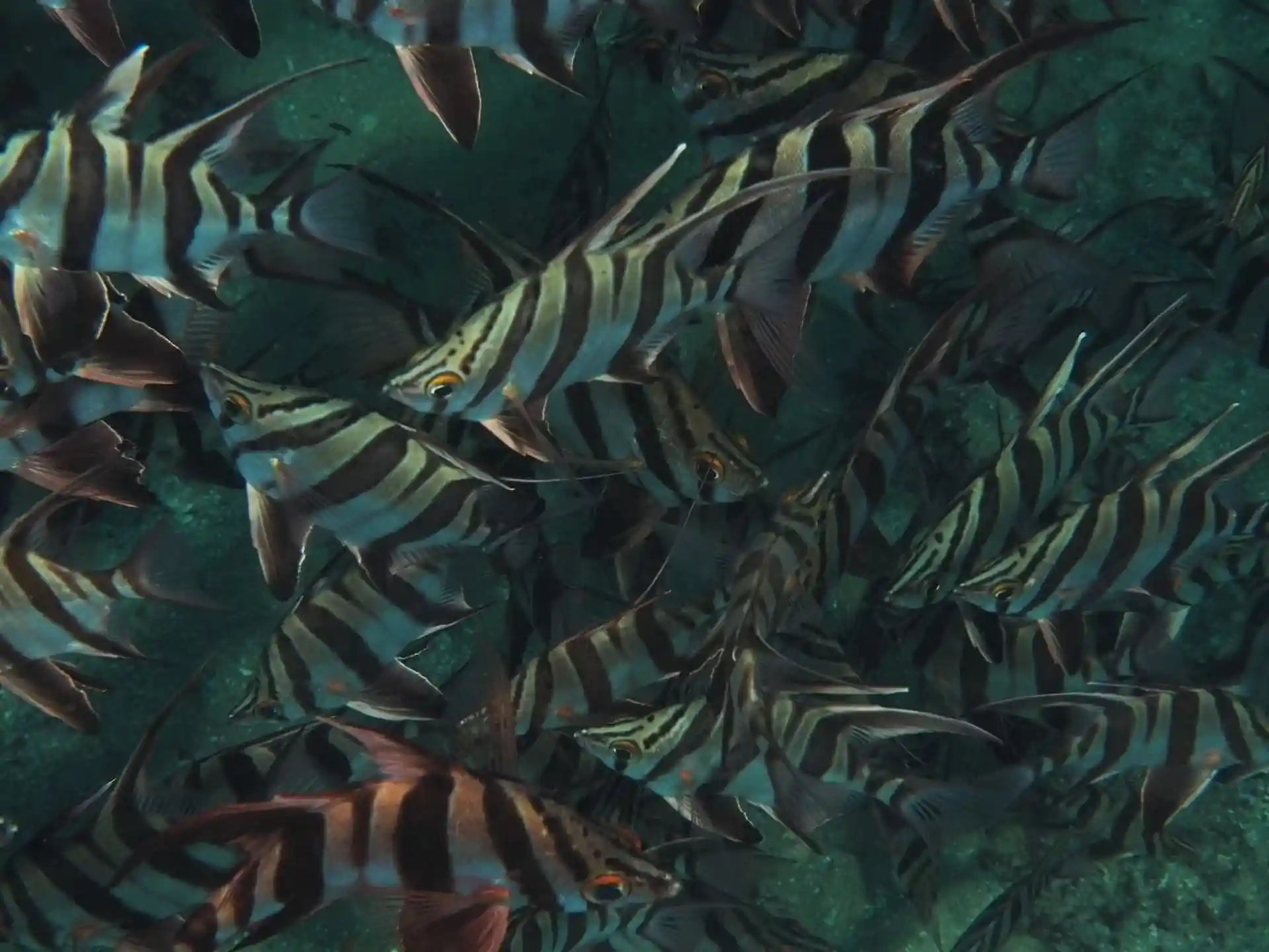 Dive site photo