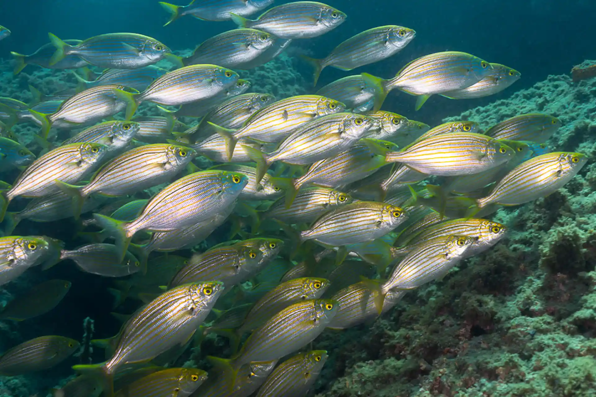 Foto del sitio de buceo
