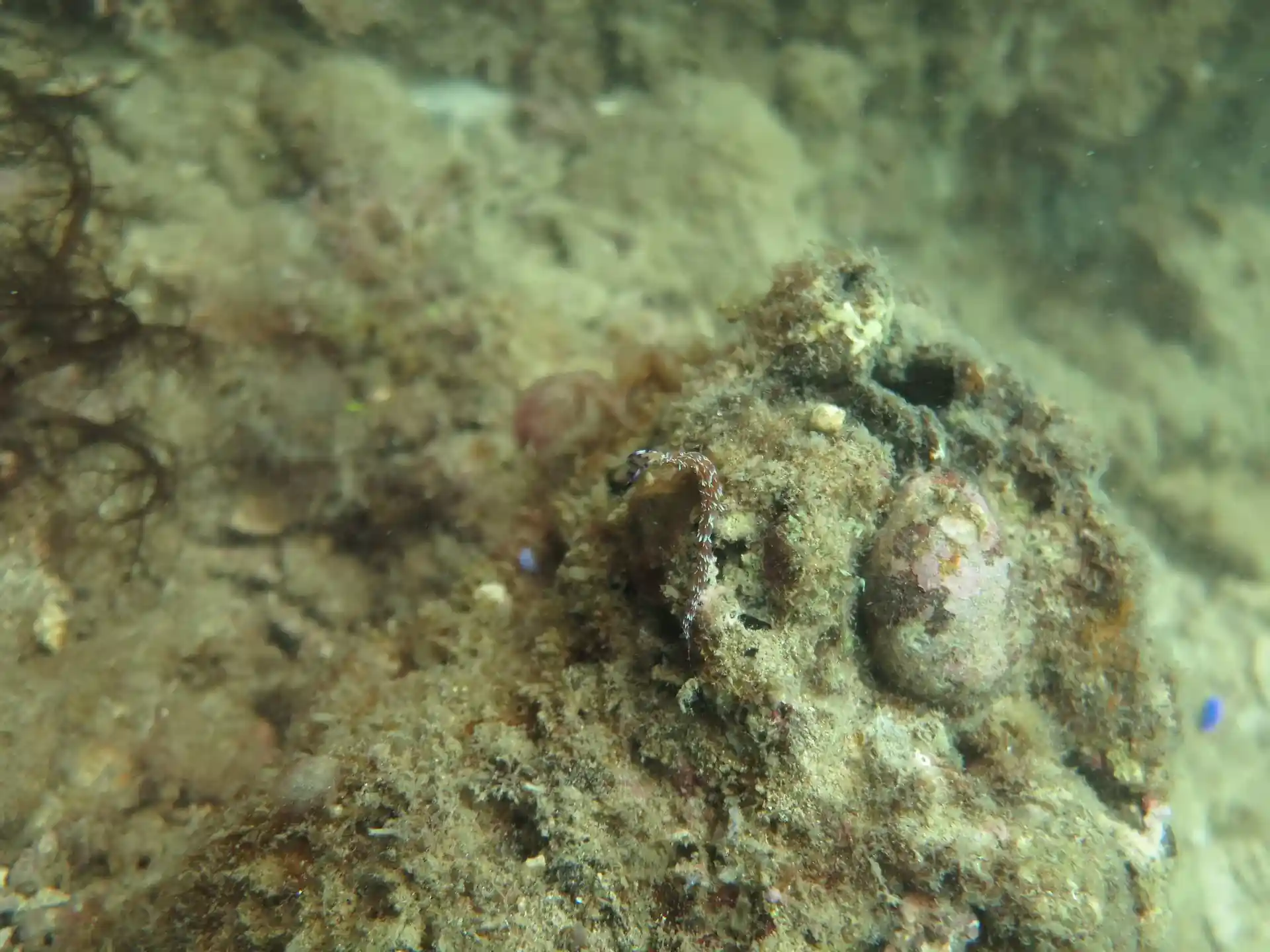 ダイビングサイトの写真