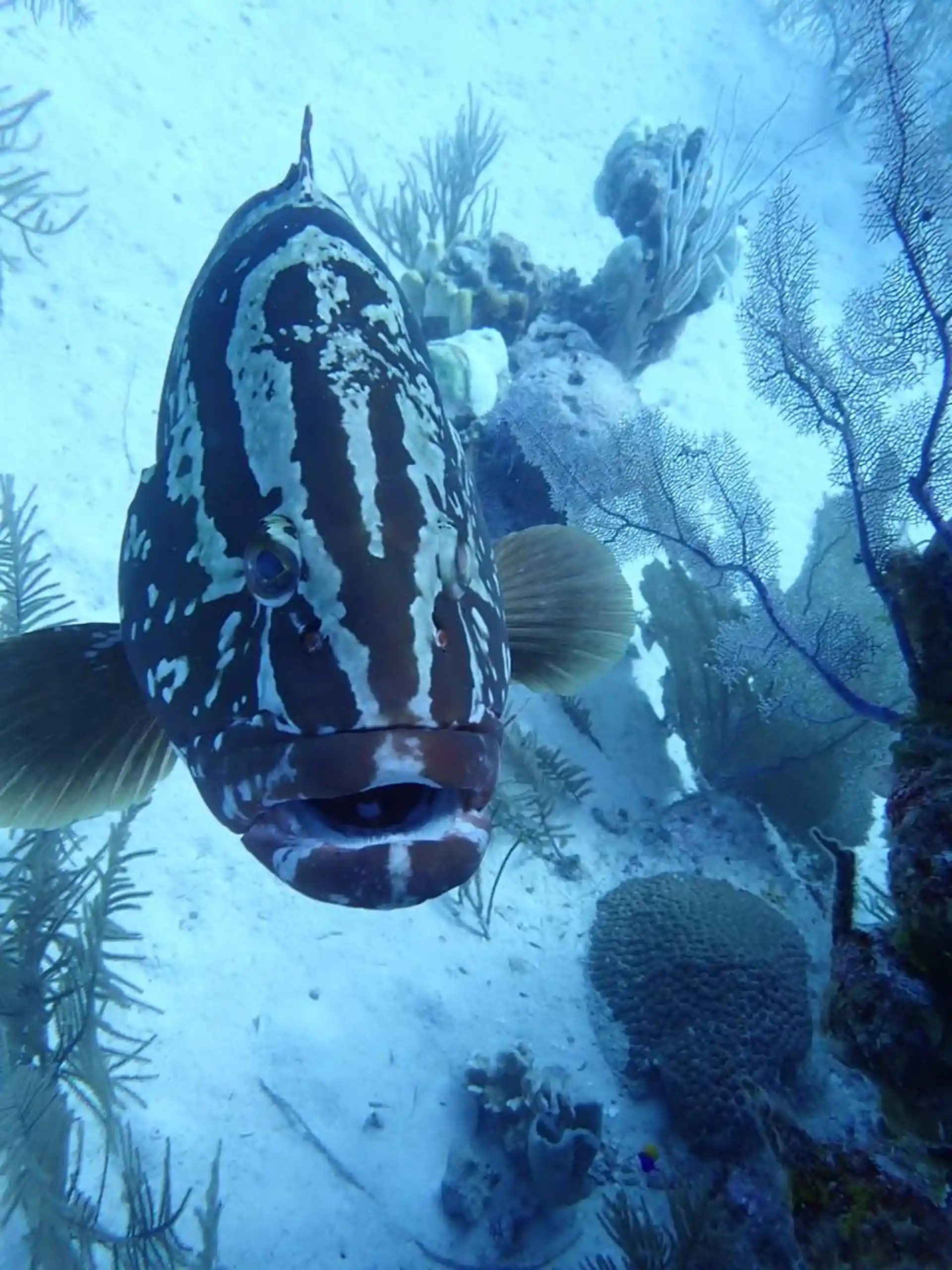 Dive site photo