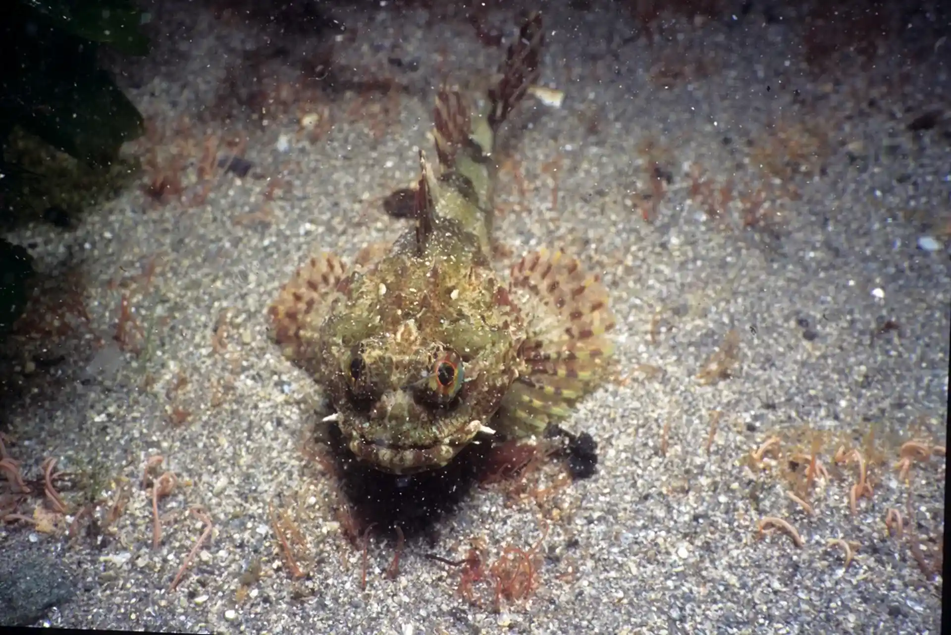 Photo du site de plongée