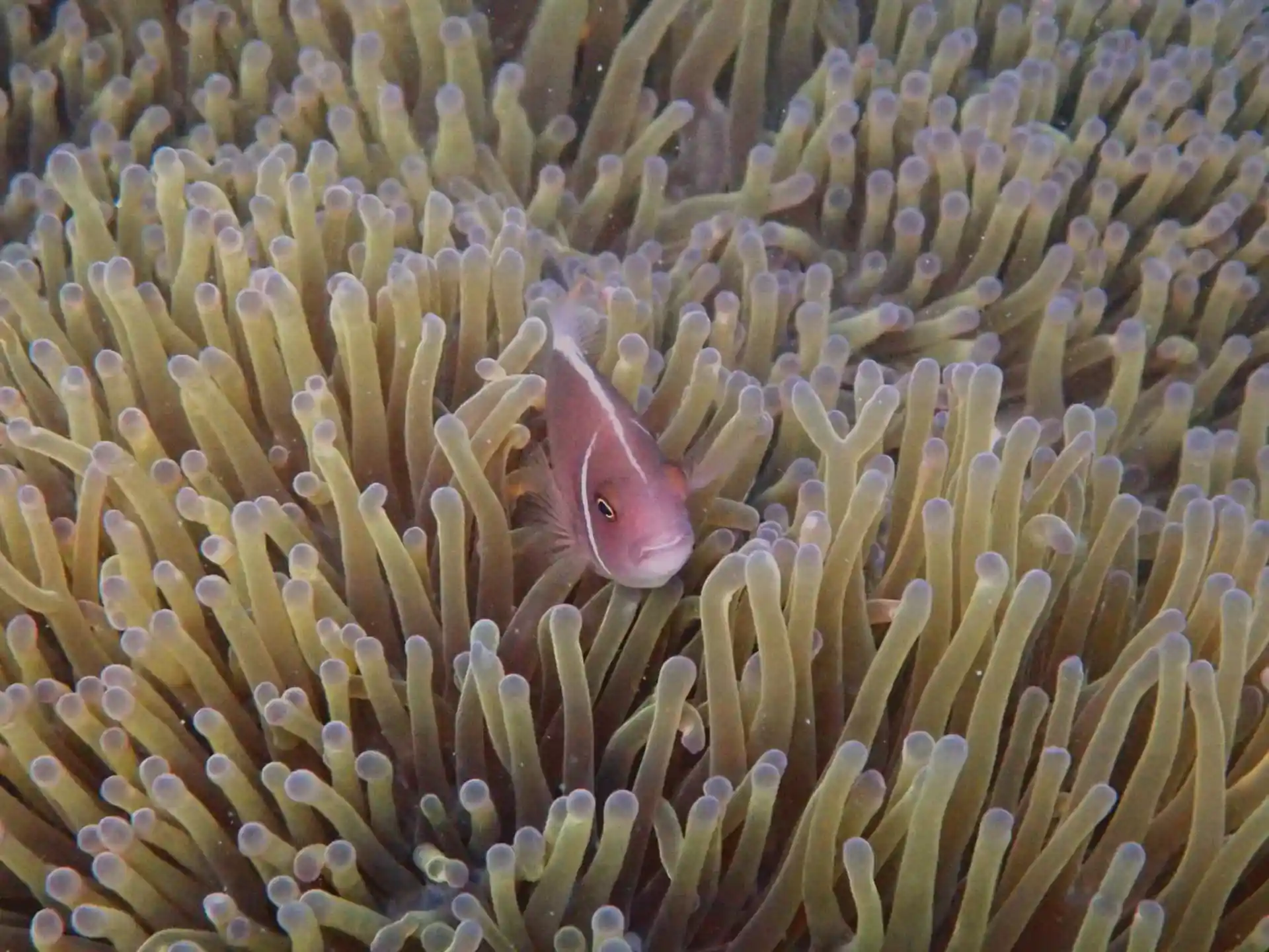 Photo du site de plongée