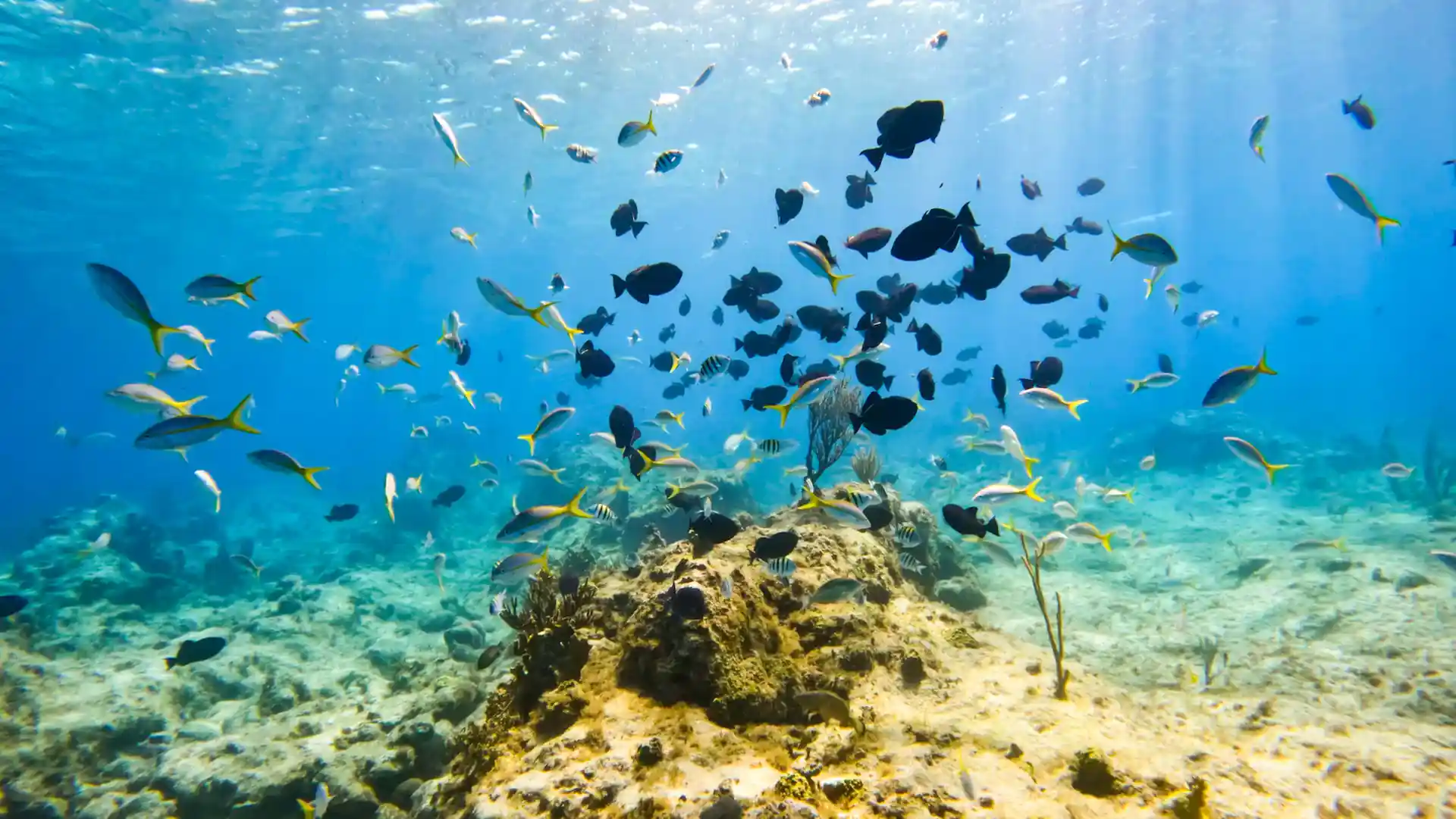 Dive shop photo