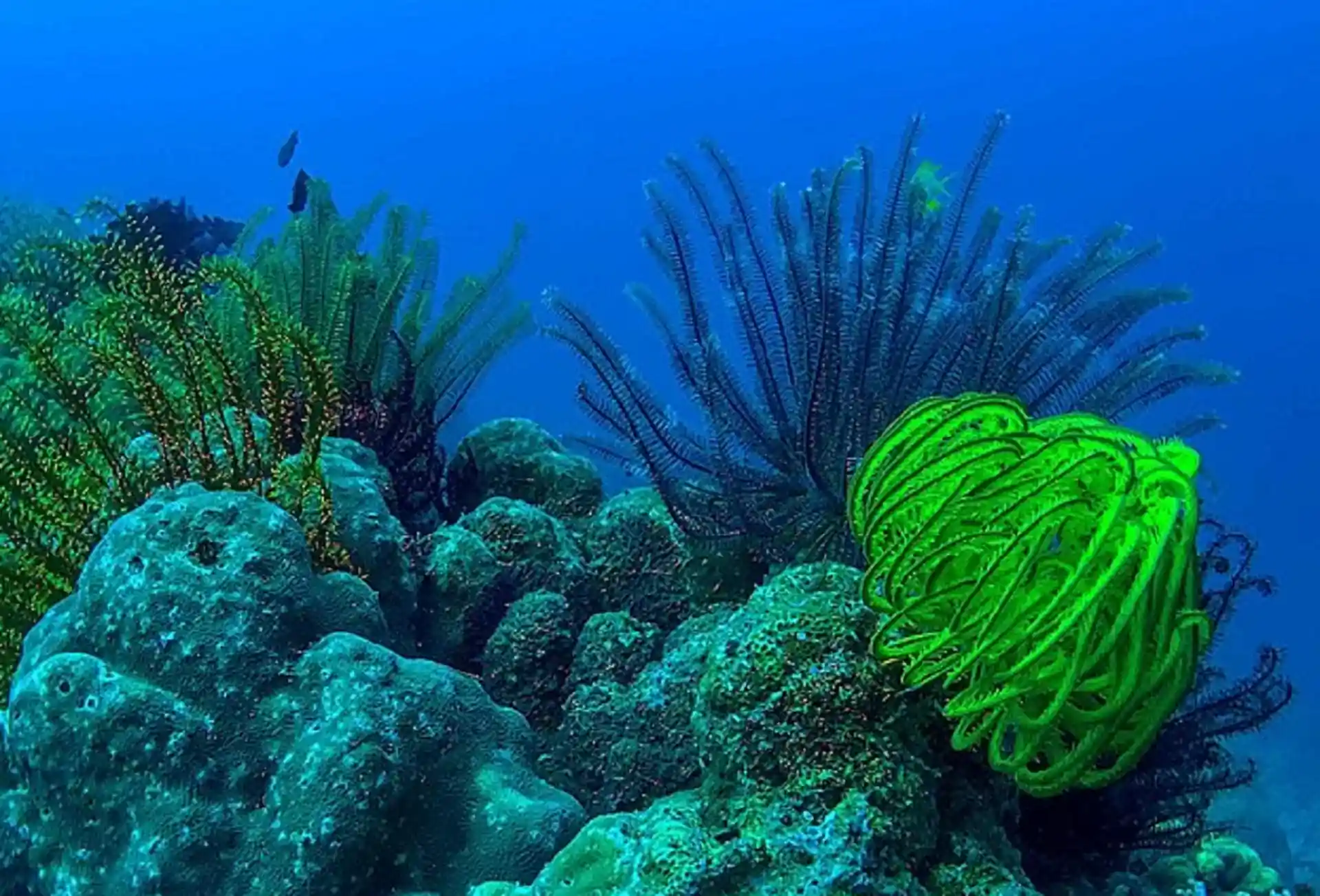 다이빙 포인트 사진