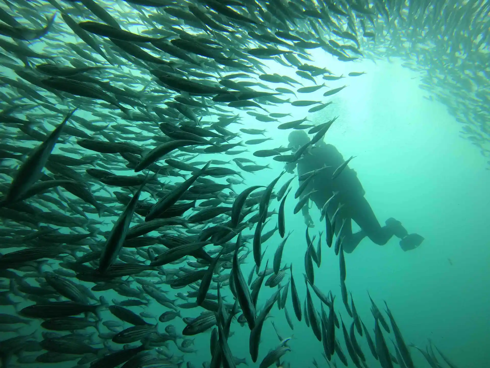 Explore...Dive...Discover