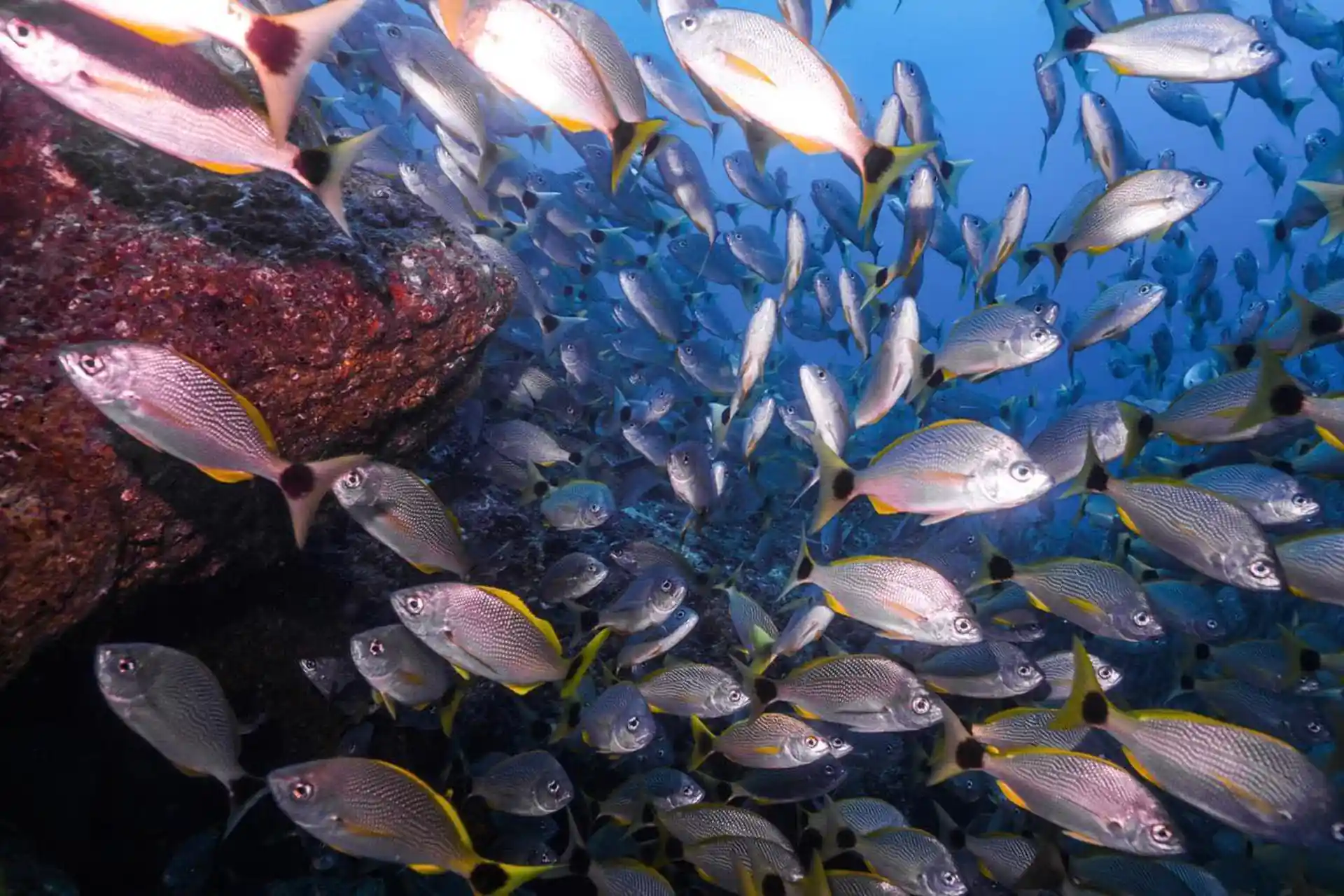 ダイビングサイトの写真