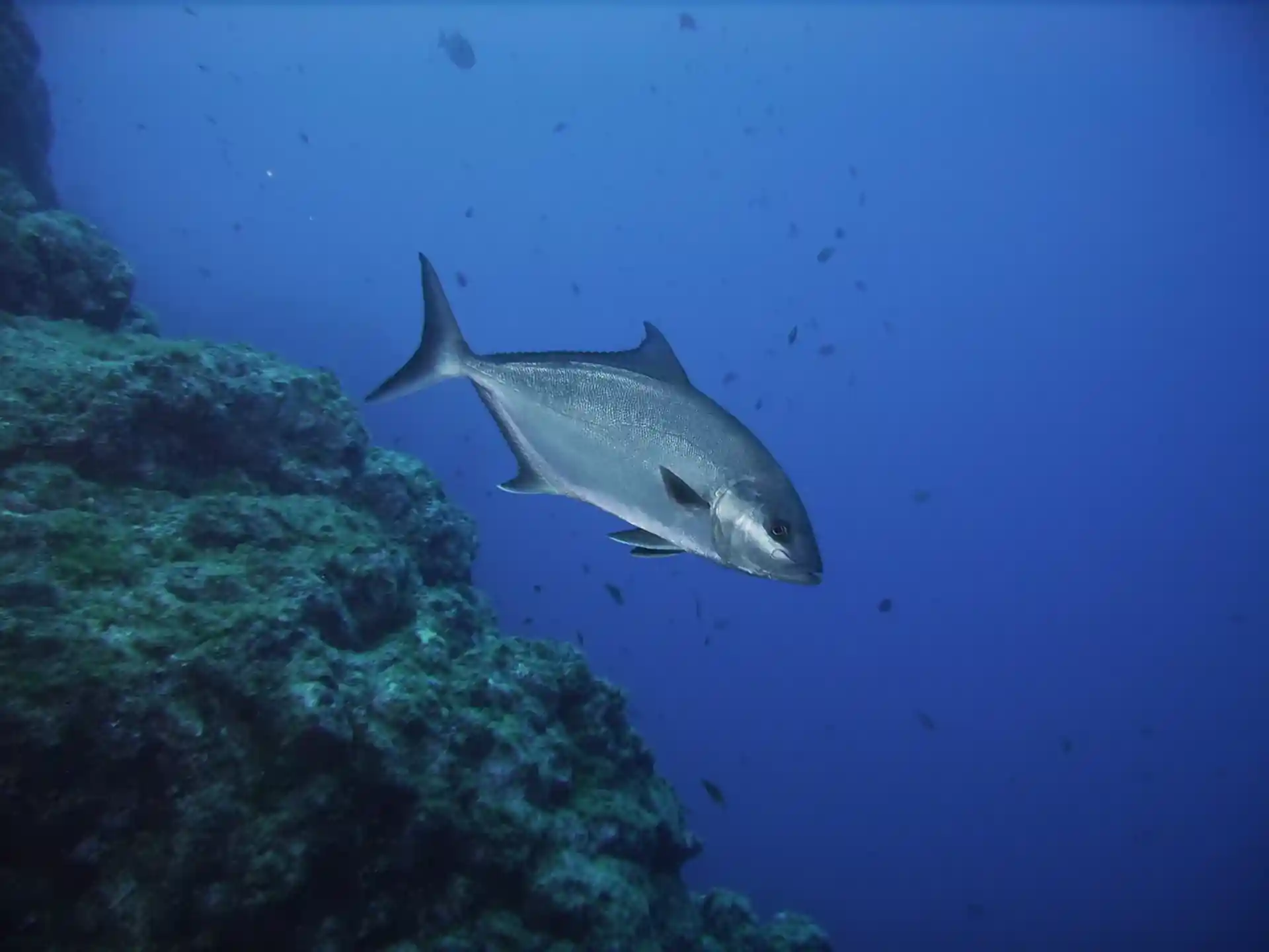 다이빙 포인트 사진