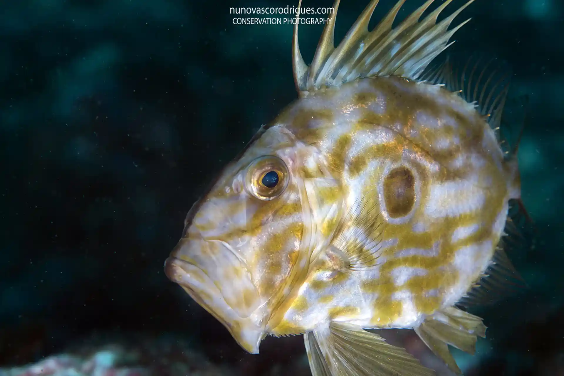 Dive site photo
