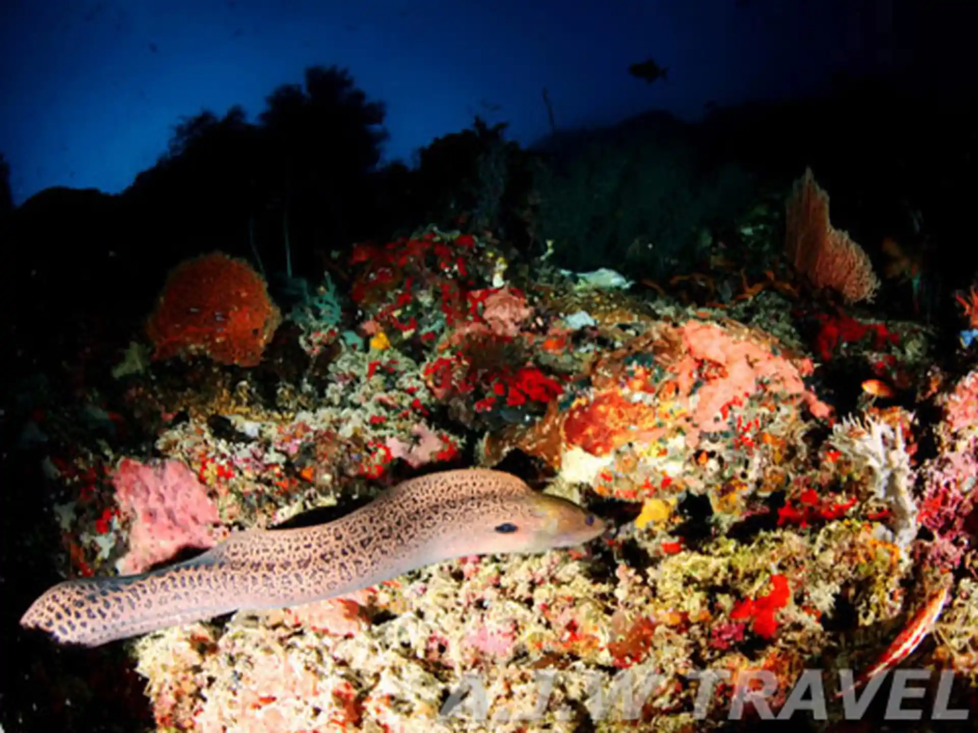 See colorful marine life while diving with Liveaboard MV Celebes Explorer
