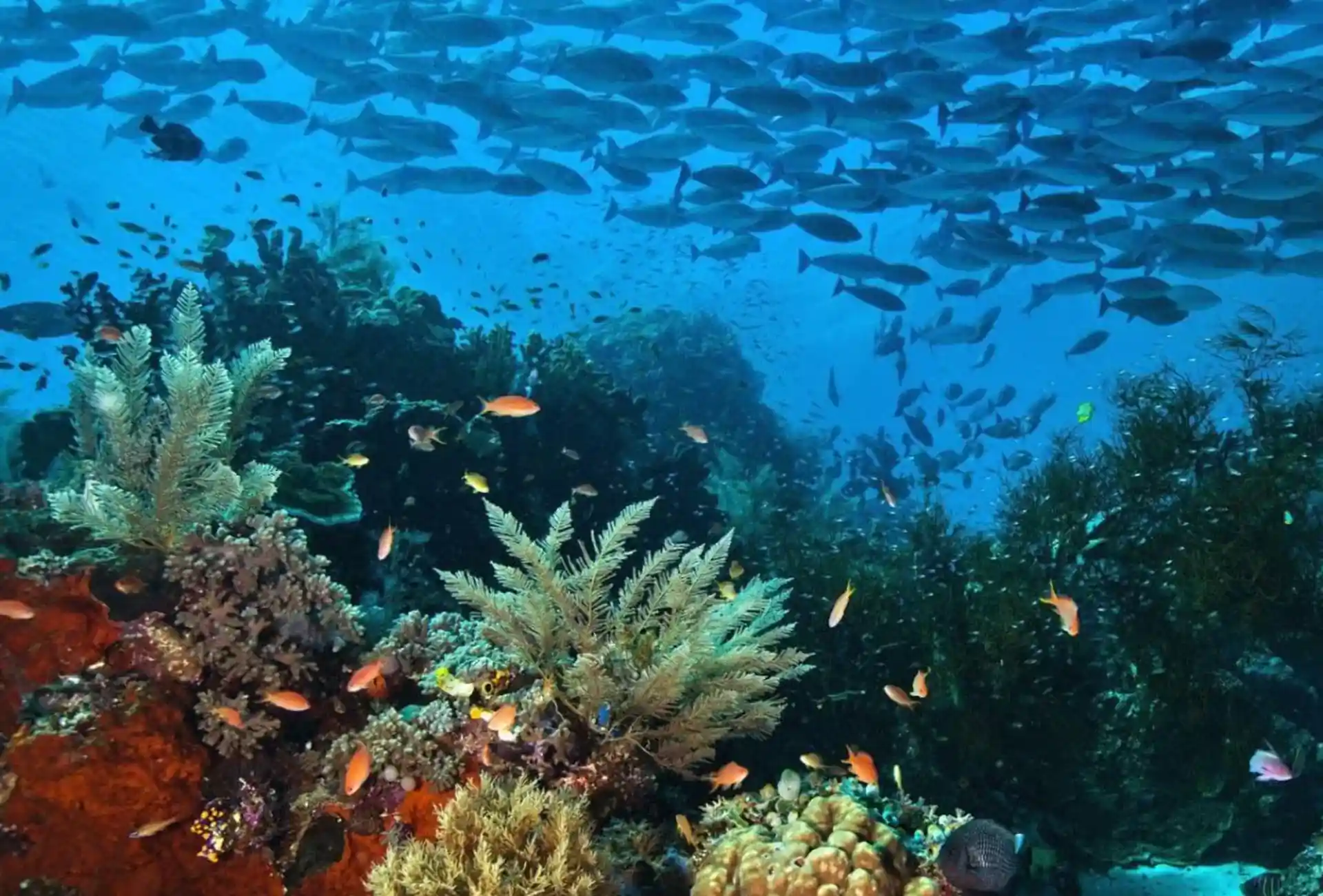 Mysterious underwater world of Komodo Liveaboard Mantra Dive and Sail