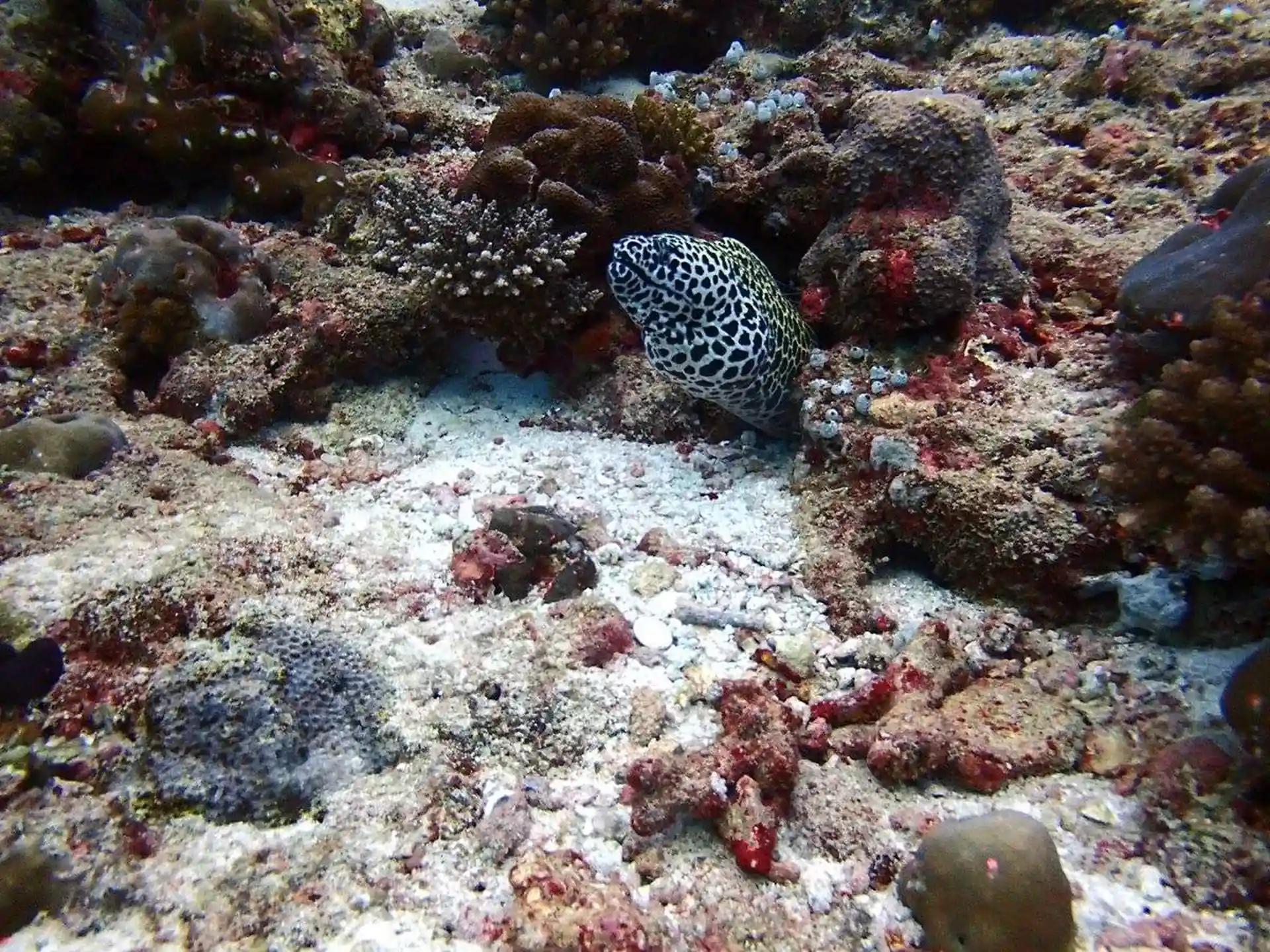 See colorful marine life while diving with Liveaboard MV Emperor Atoll
