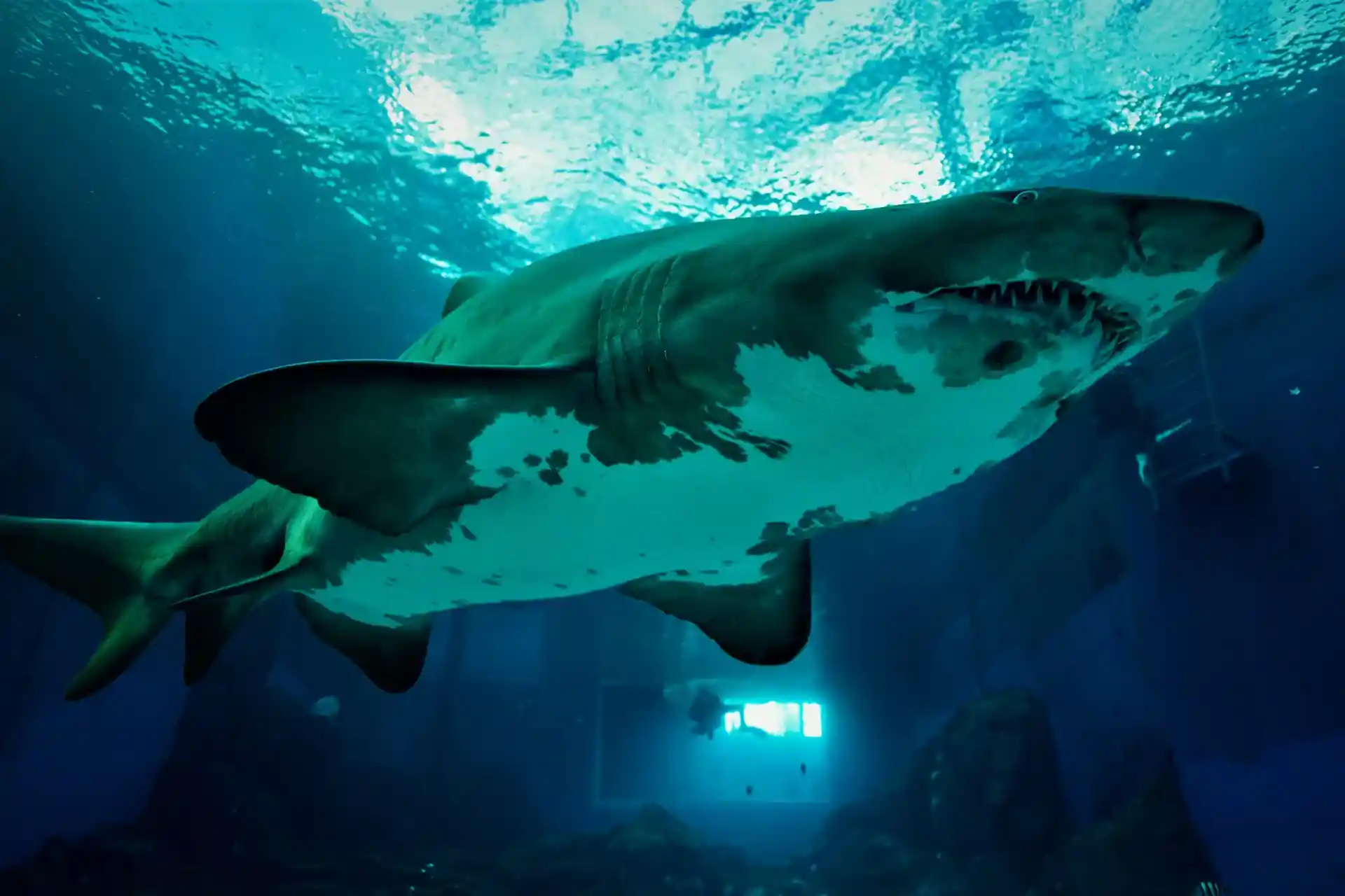 Photo du site de plongée