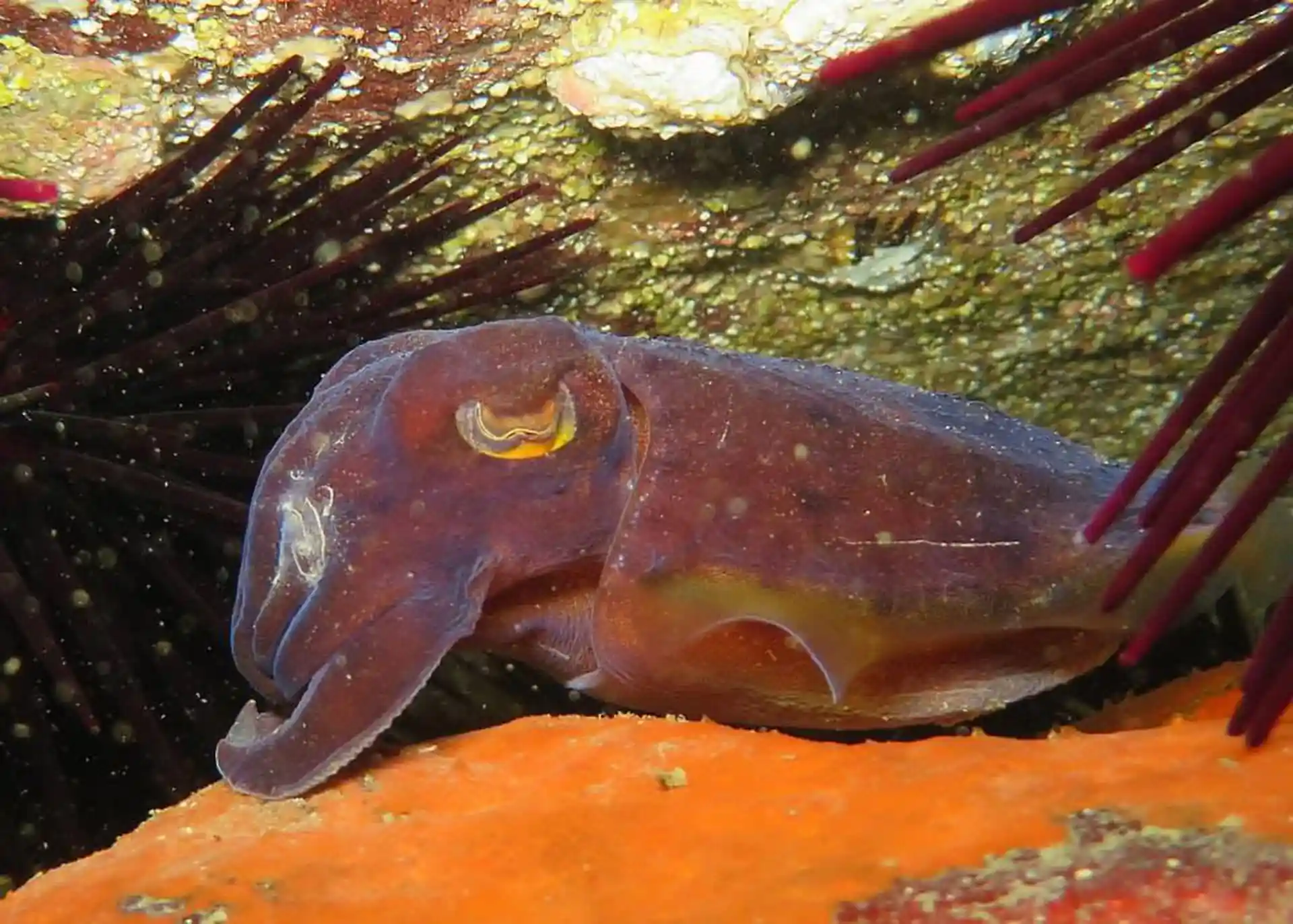 Dive site photo