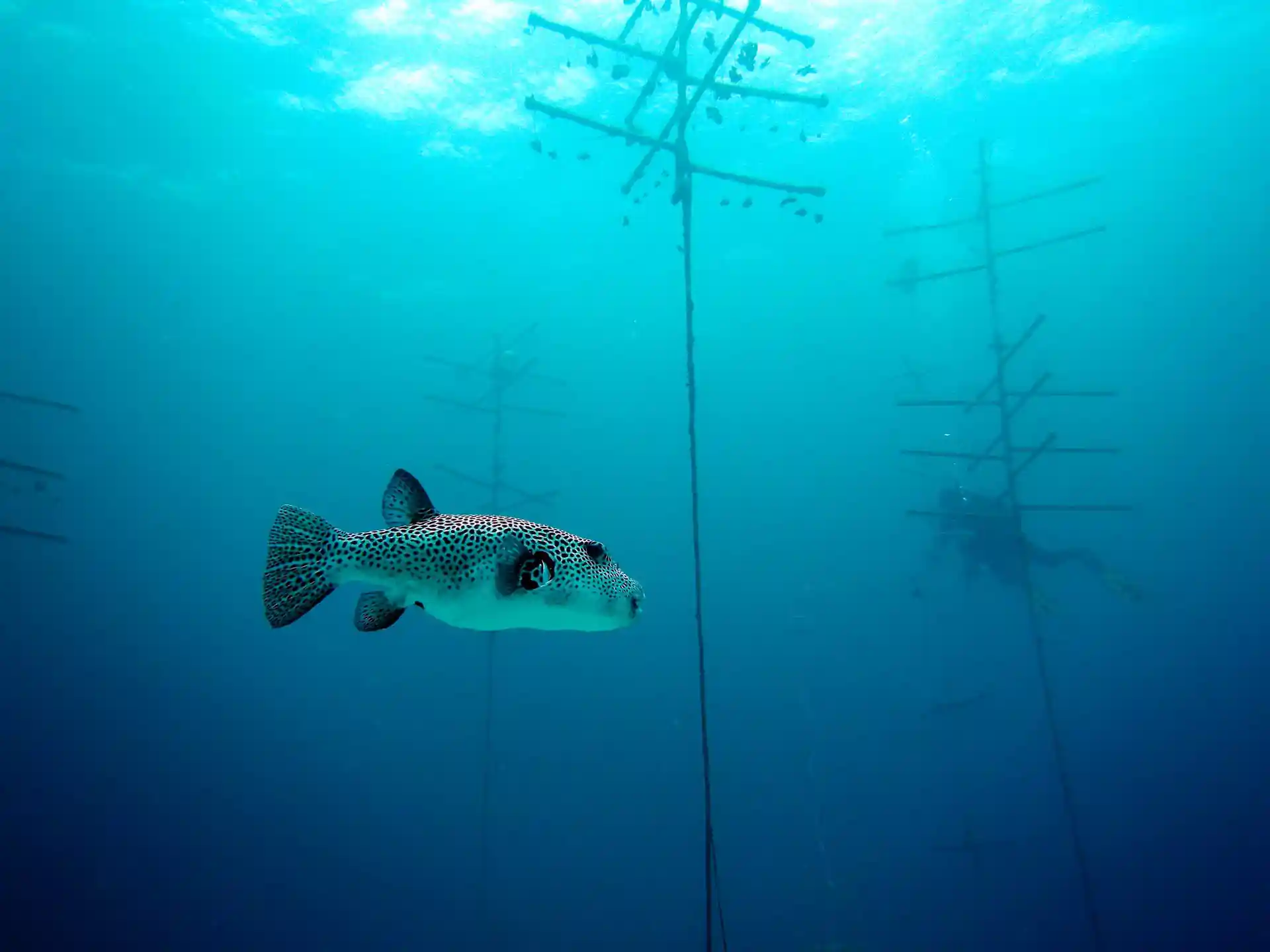 Dive site photo