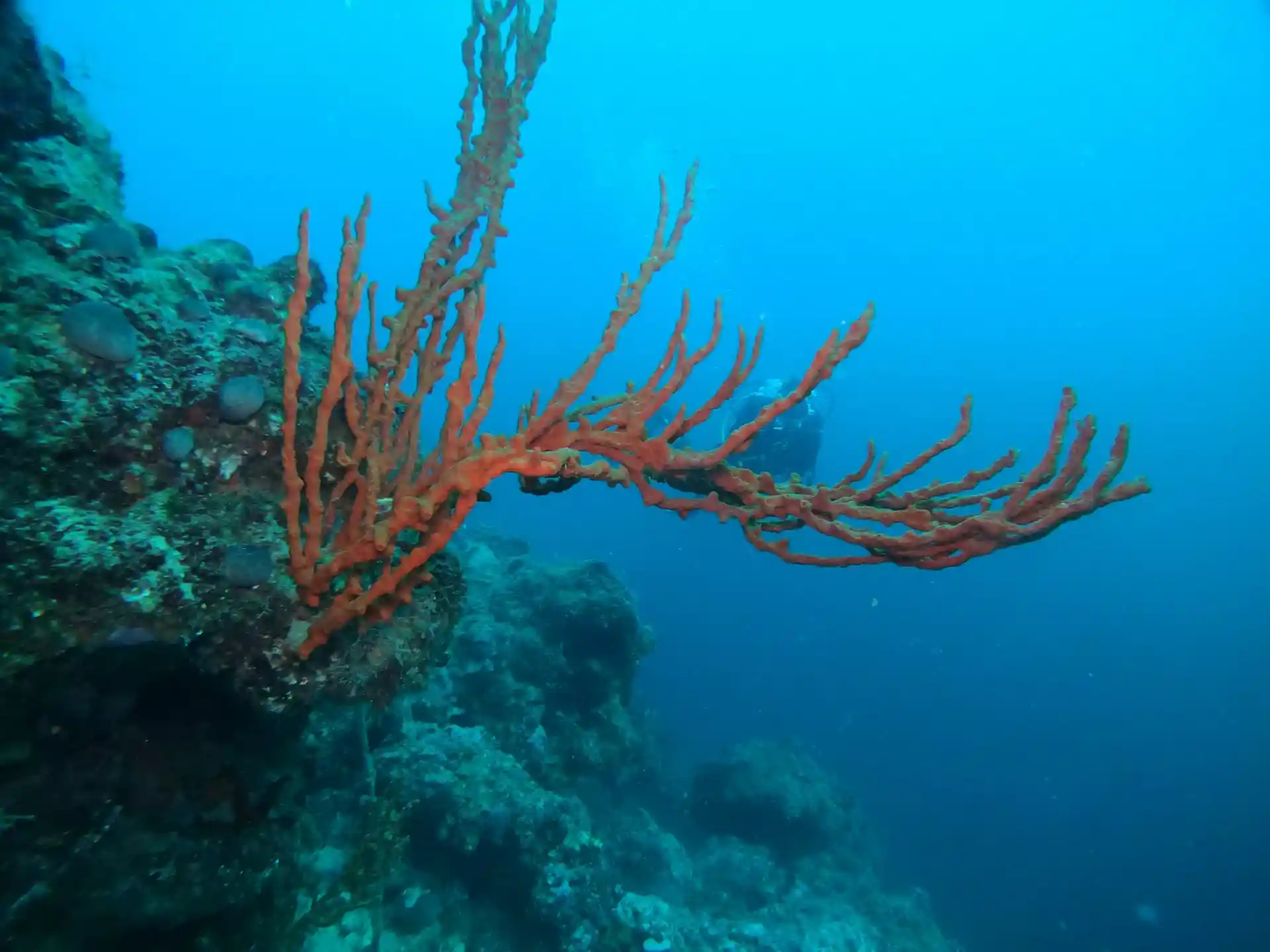 ダイビングサイトの写真