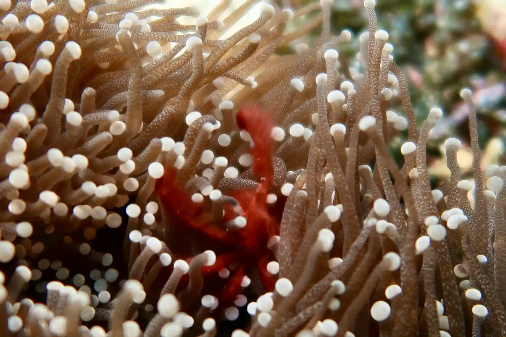 Dive site photo