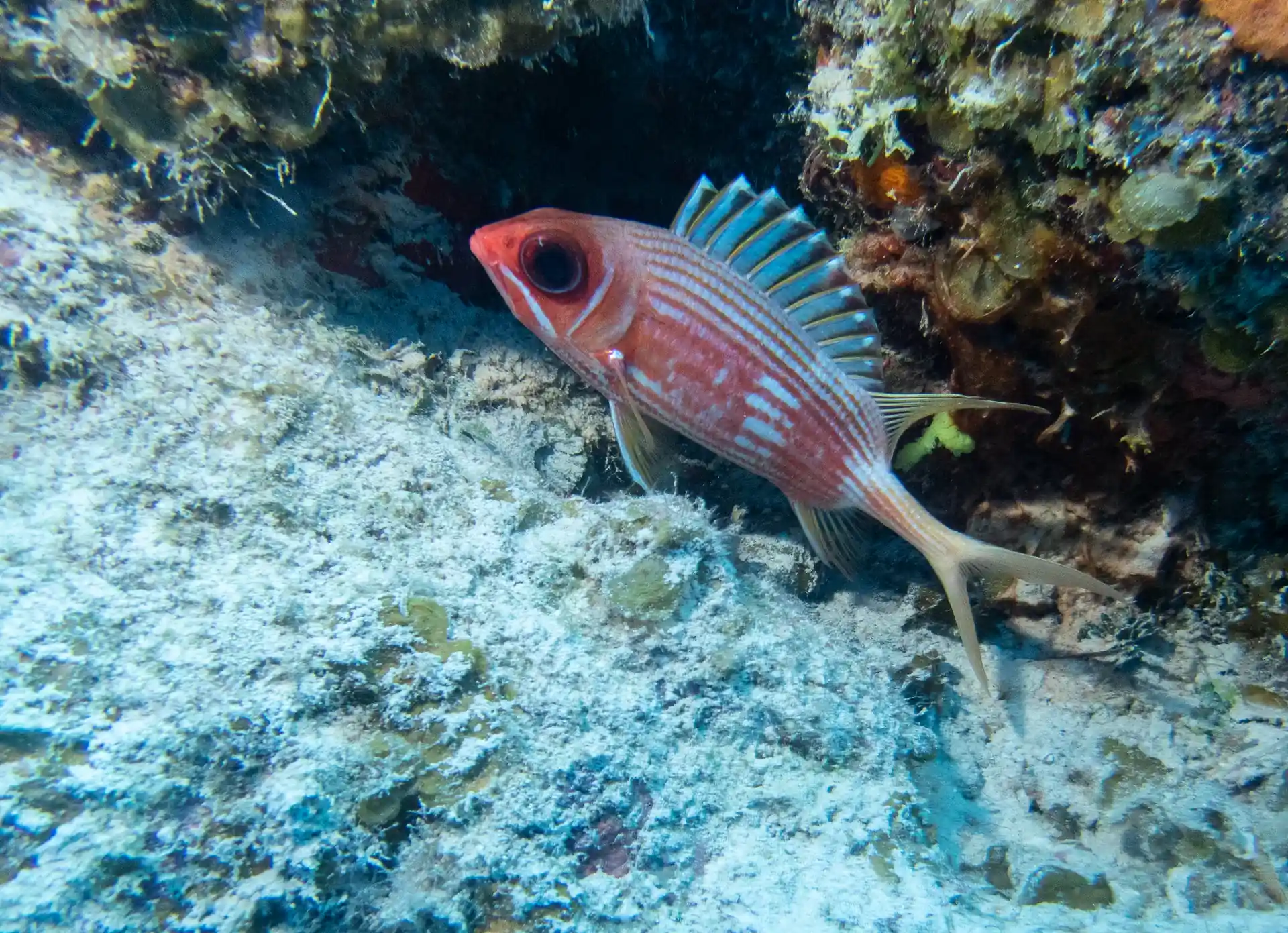 Dive shop photo