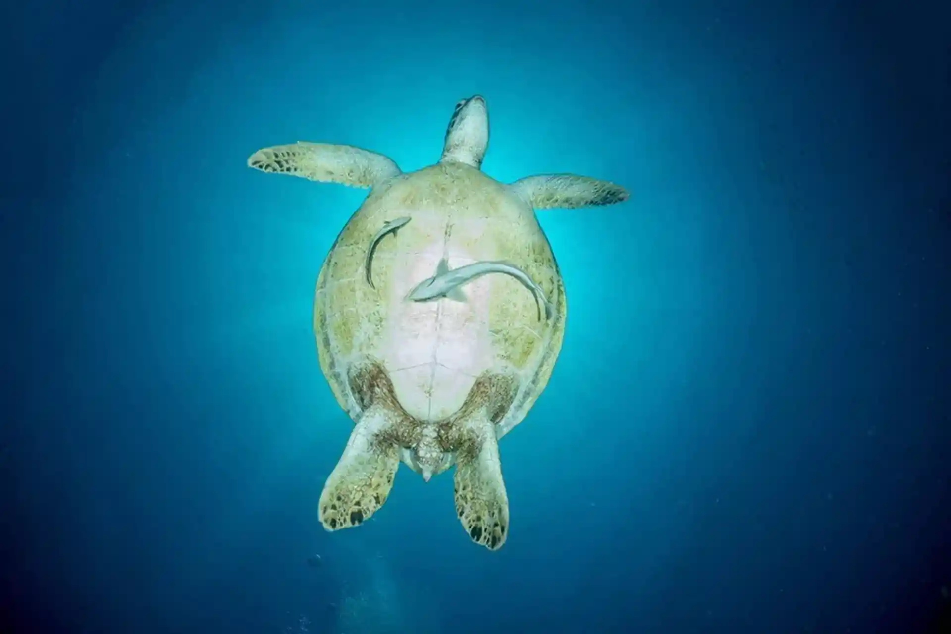 Photo de l'activité