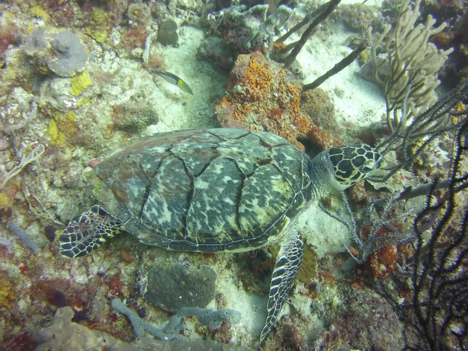 Dive site photo