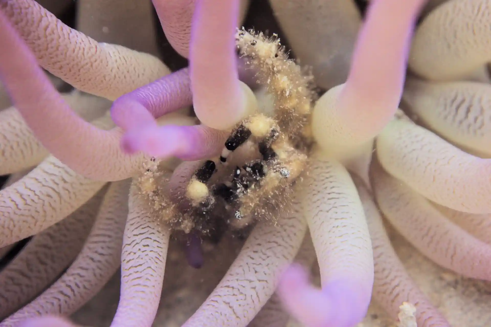 Foto van de duiklocatie