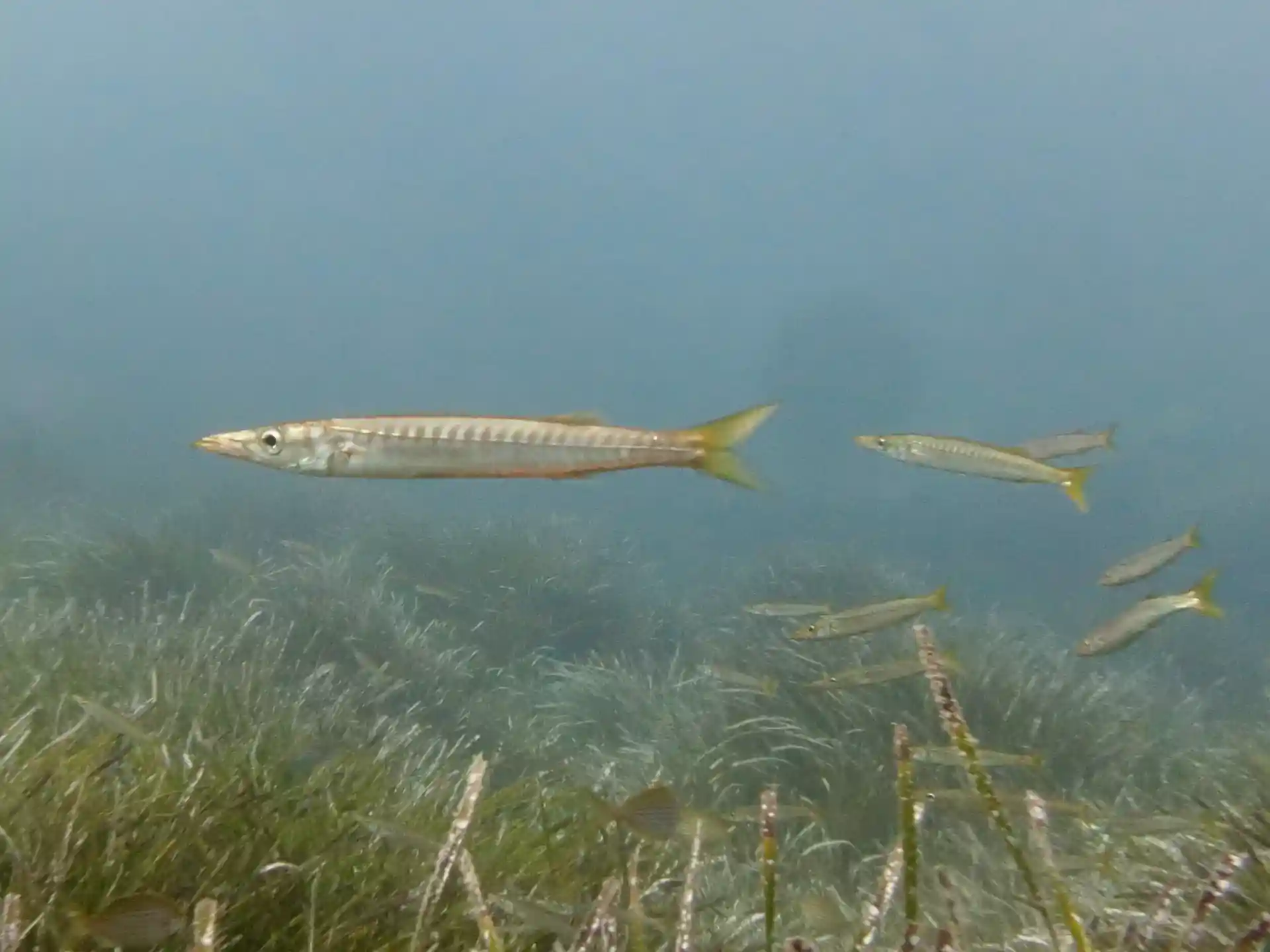 Foto del sitio de buceo