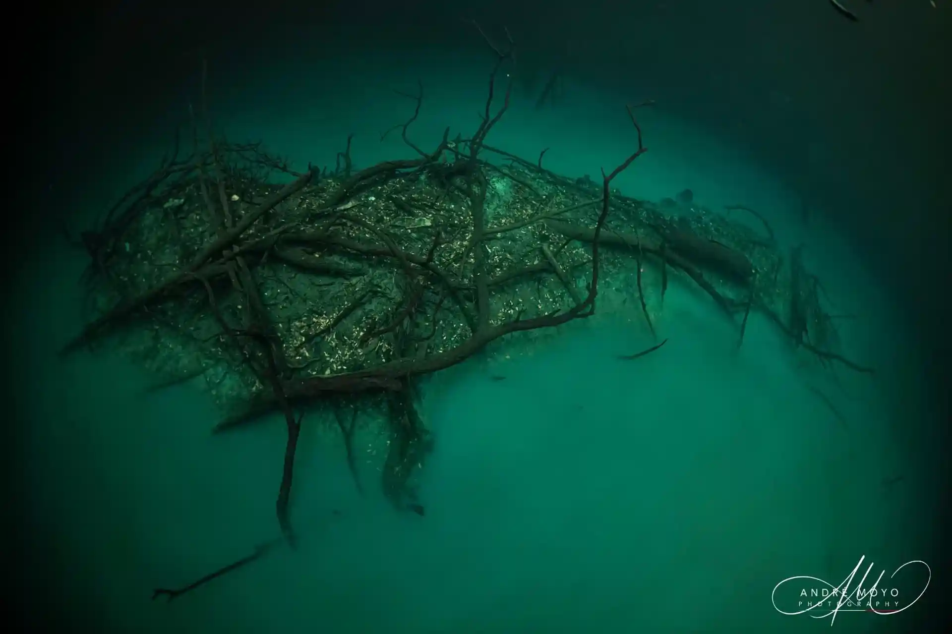 Dive into the surreal beauty of Angelita, where a dense hydrogen sulfide cloud at 30 meters creates the illusion of an underwater river beneath a jungle of fallen trees.