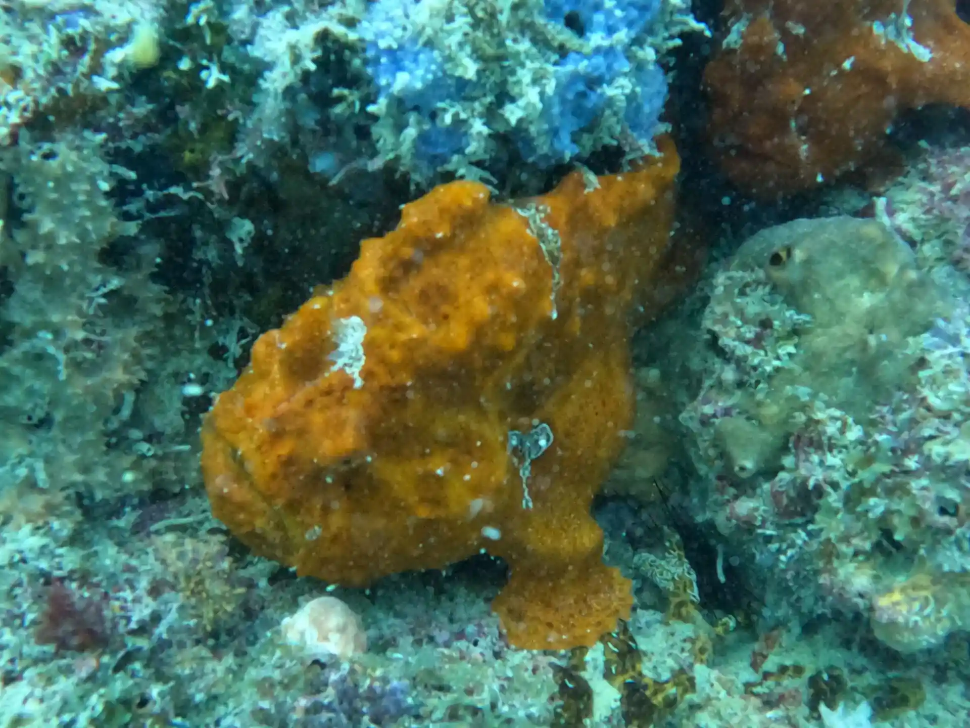 Photo du site de plongée
